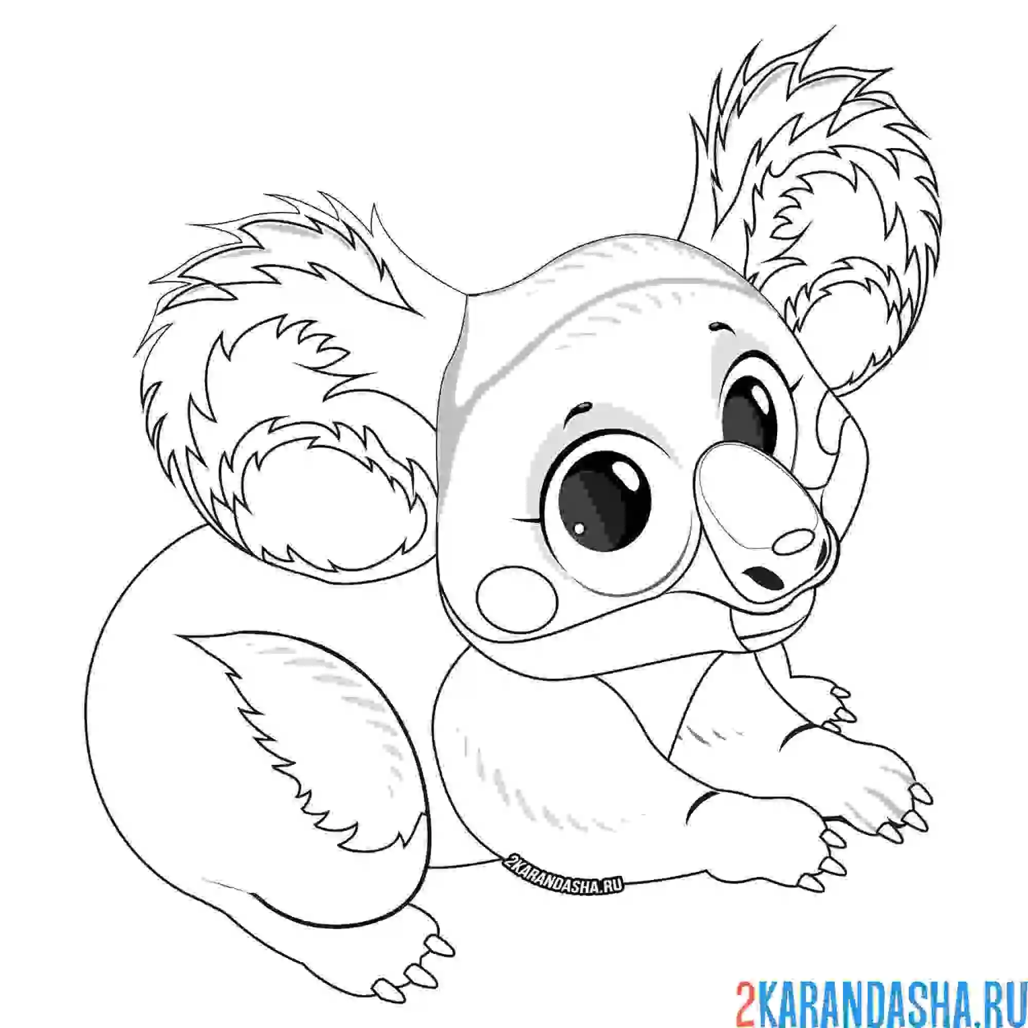 Раскраска прекрасная коала