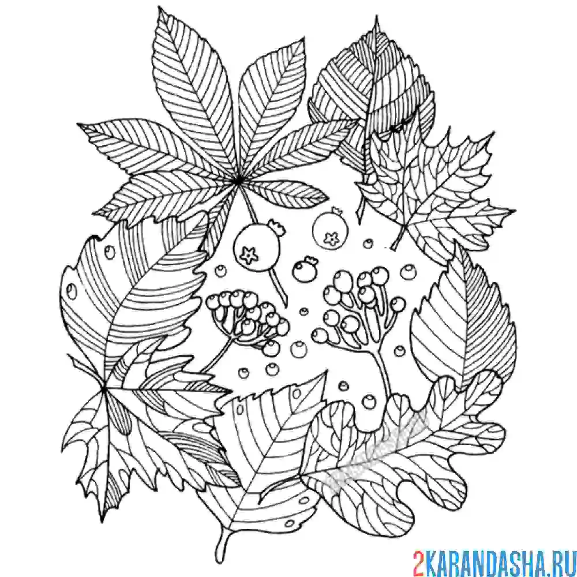 Раскраска осенний букет