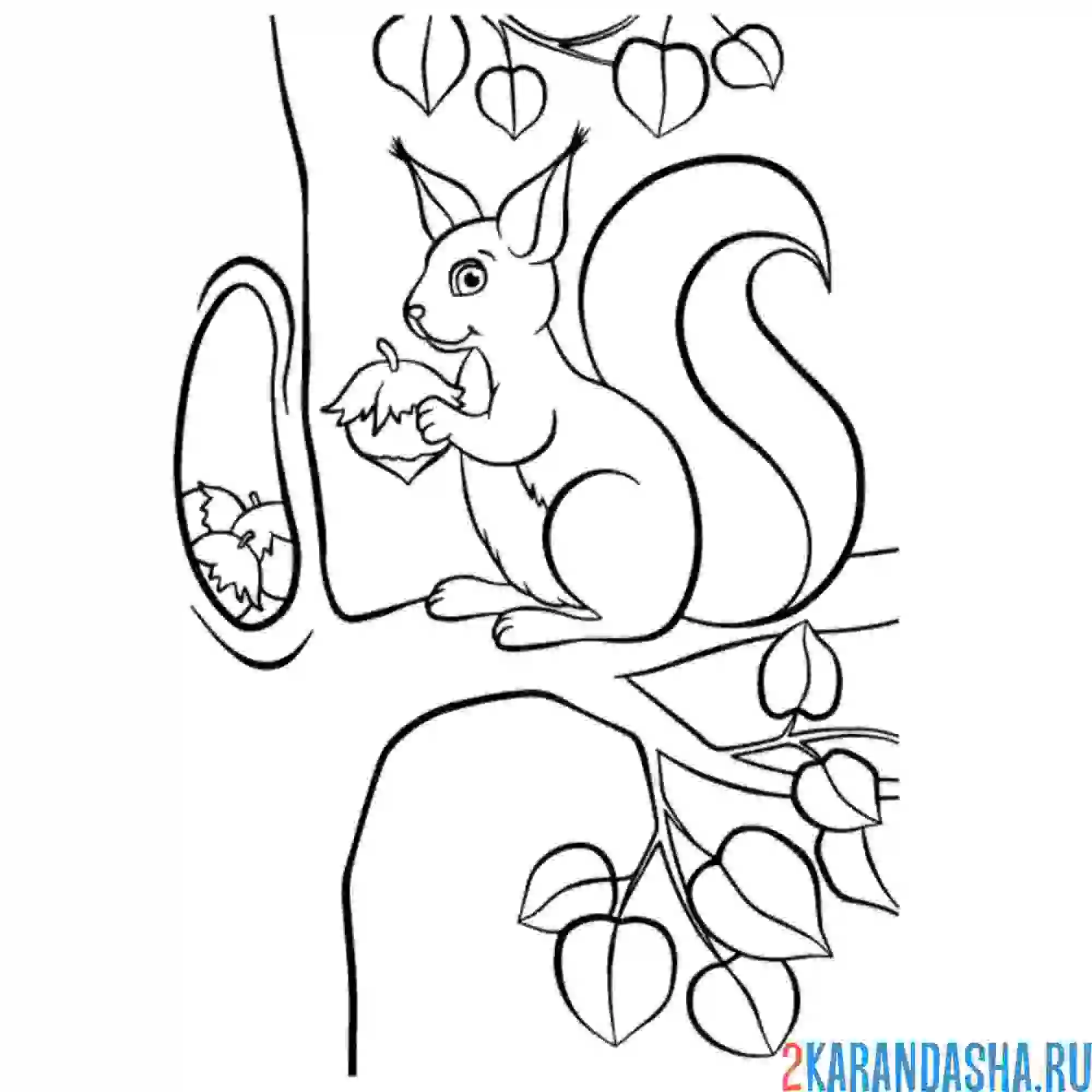 Раскраска белочка на дереве