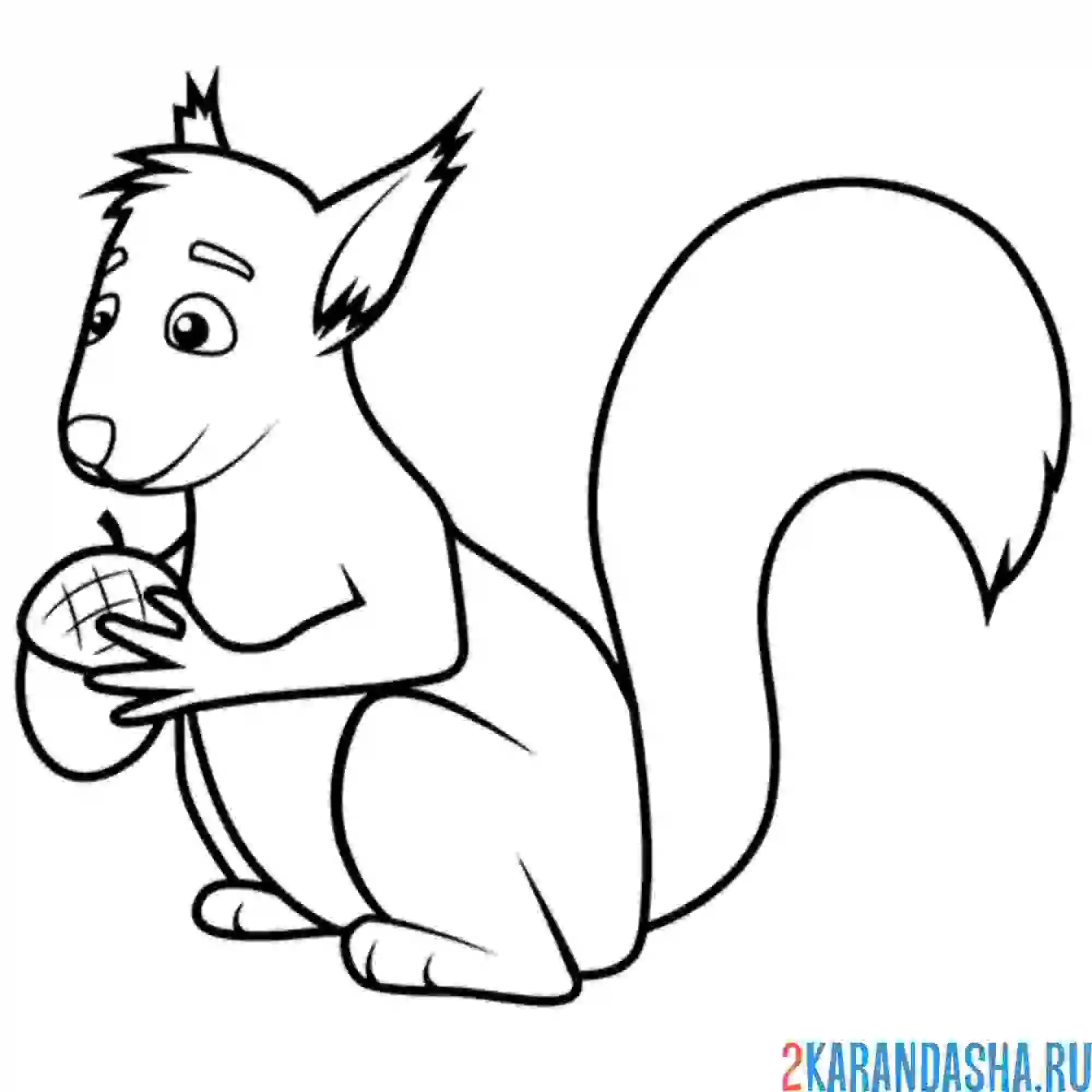 Раскраска простая белка