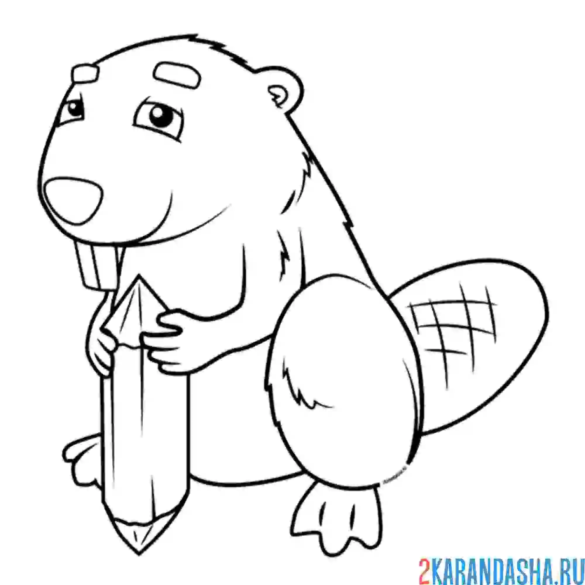 Раскраска мудрый бобер