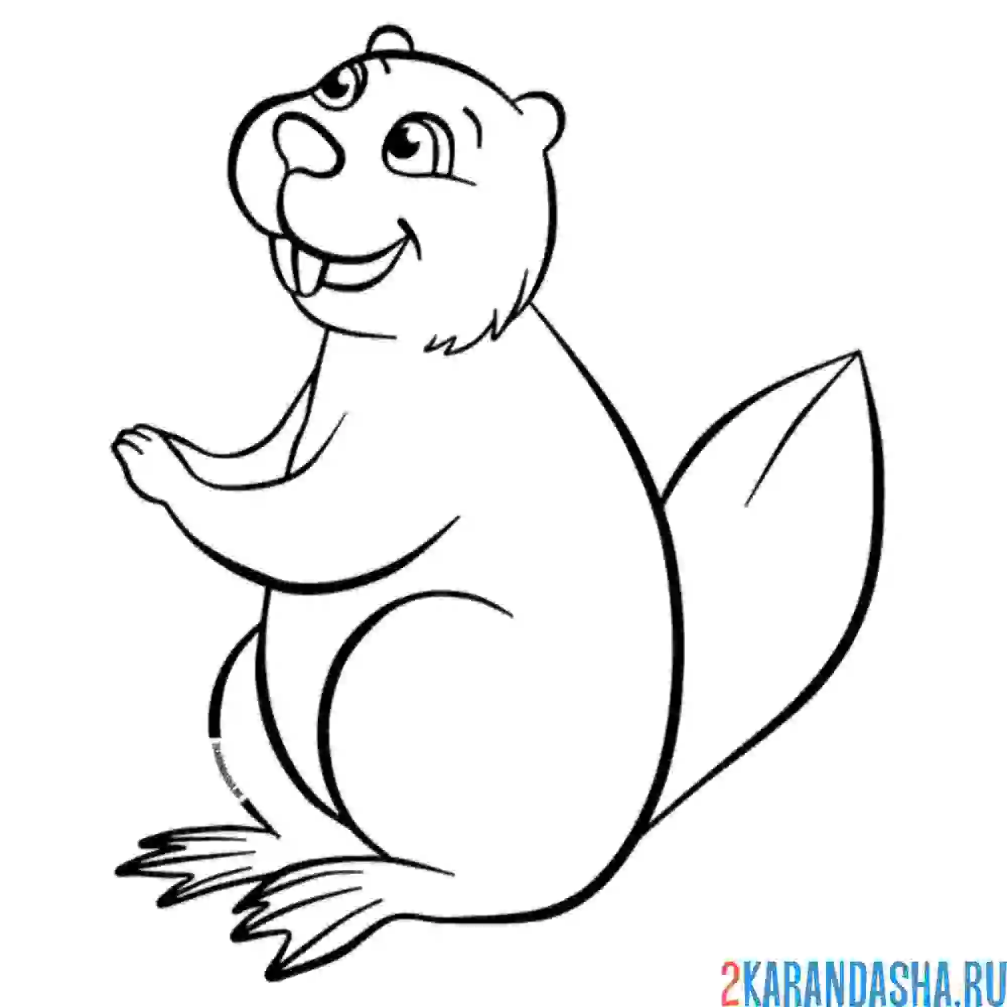 Раскраска бобер улыбается