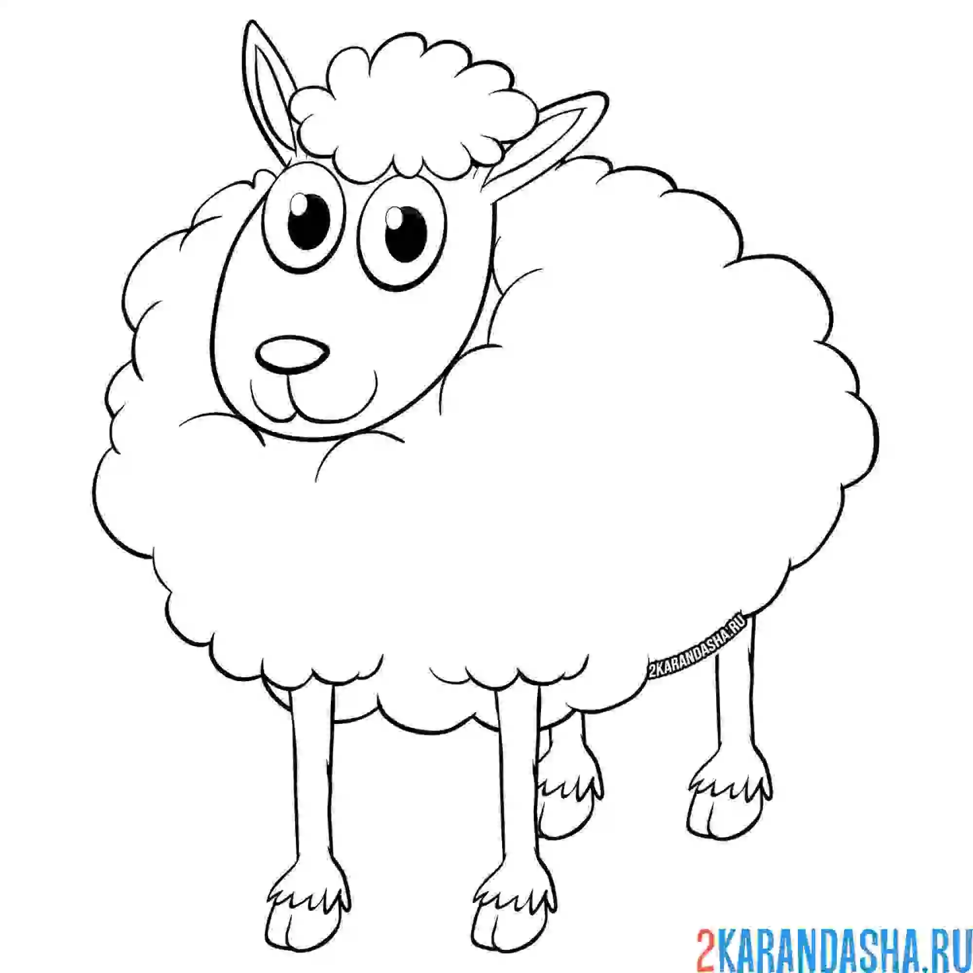 Раскраска пушистая овечка
