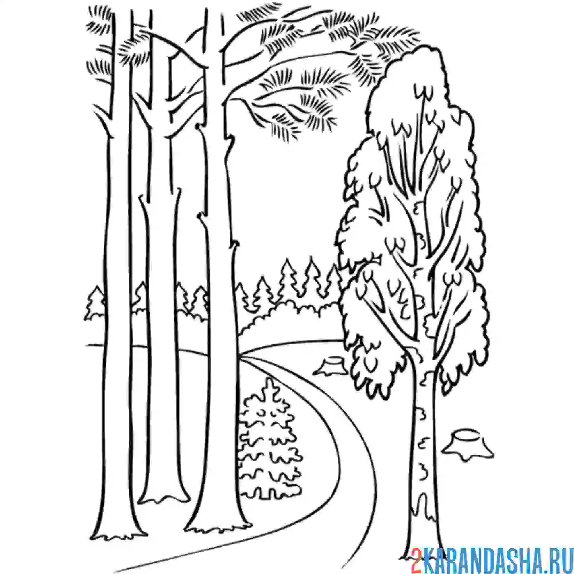 Раскраска лес береза природа лето
