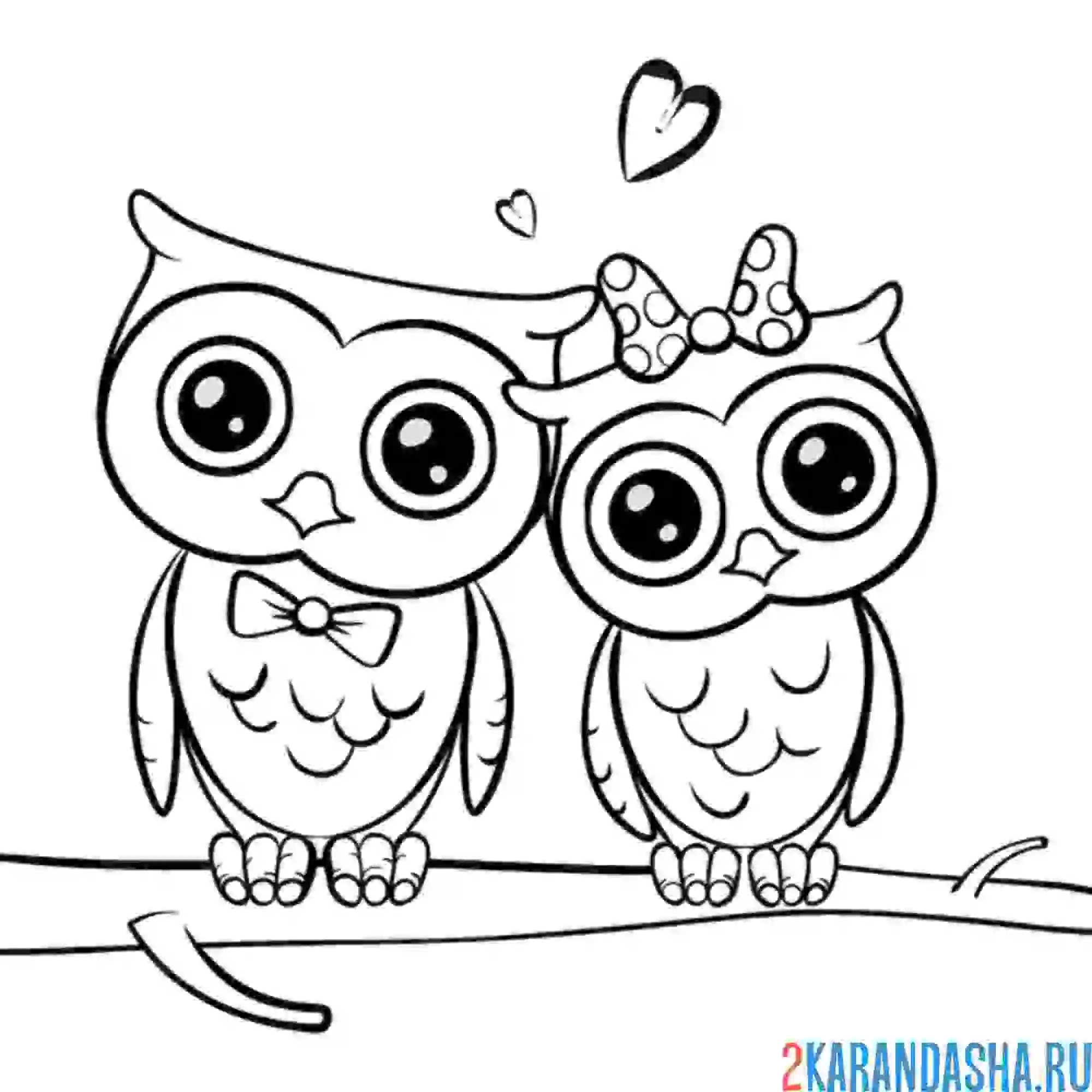 Раскраска влюбленная пара сов
