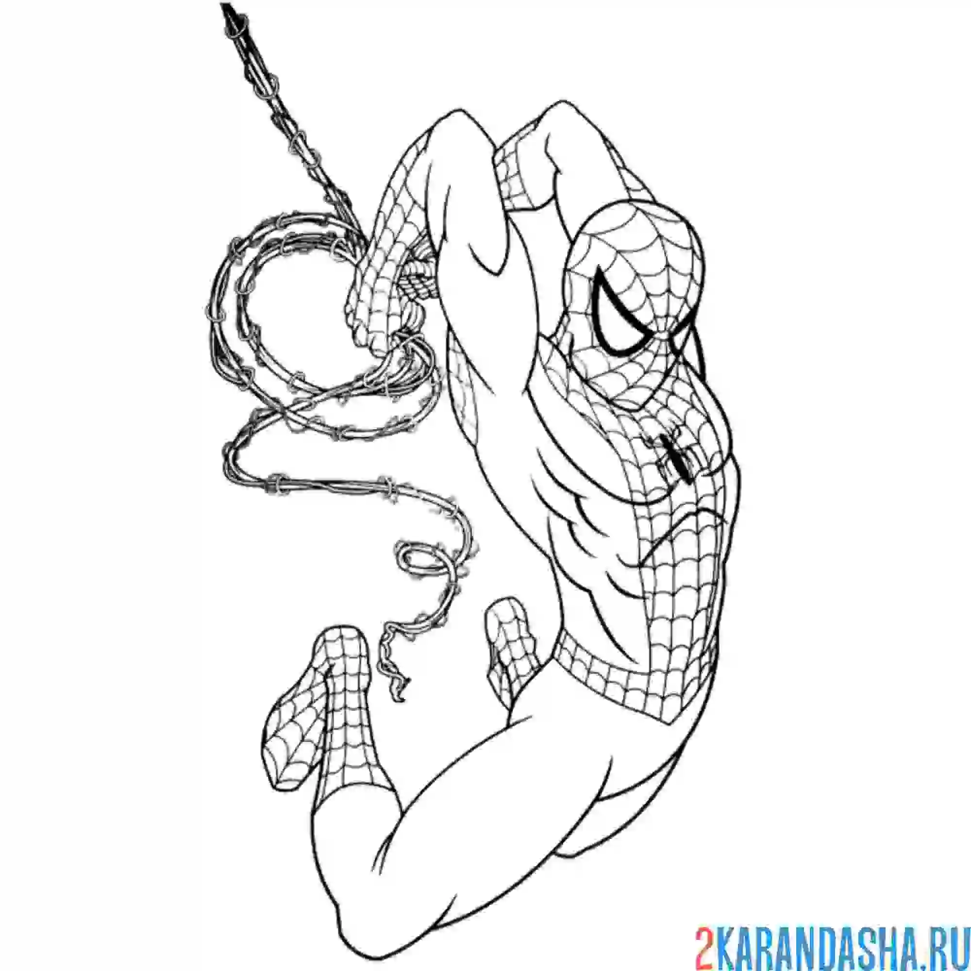 Раскраска летит на паутине