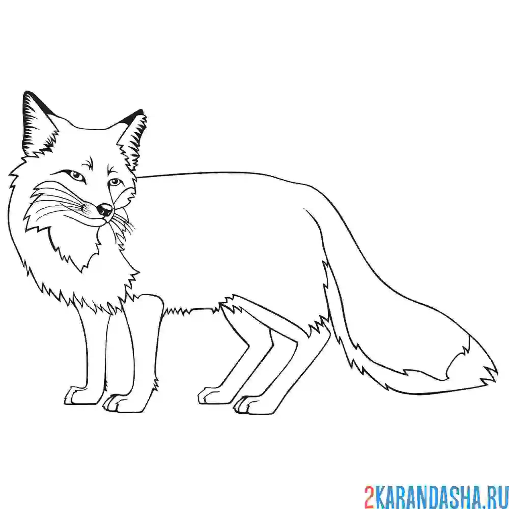 Раскраска лиса рыжая