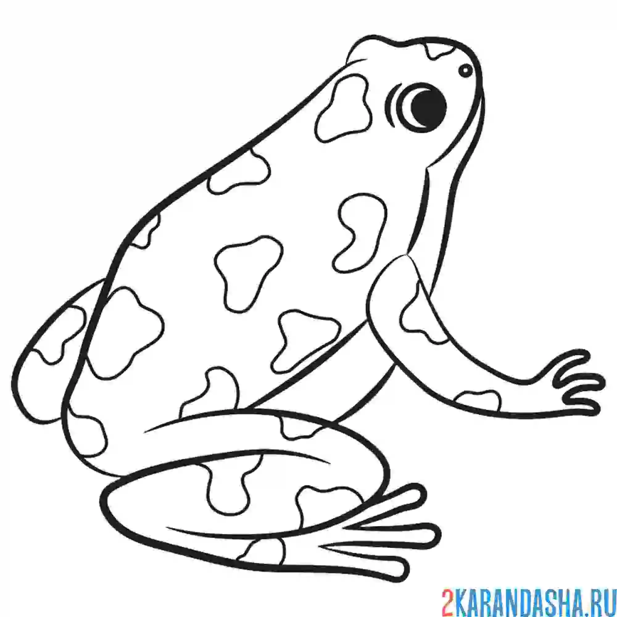 Раскраска маленькая жаба