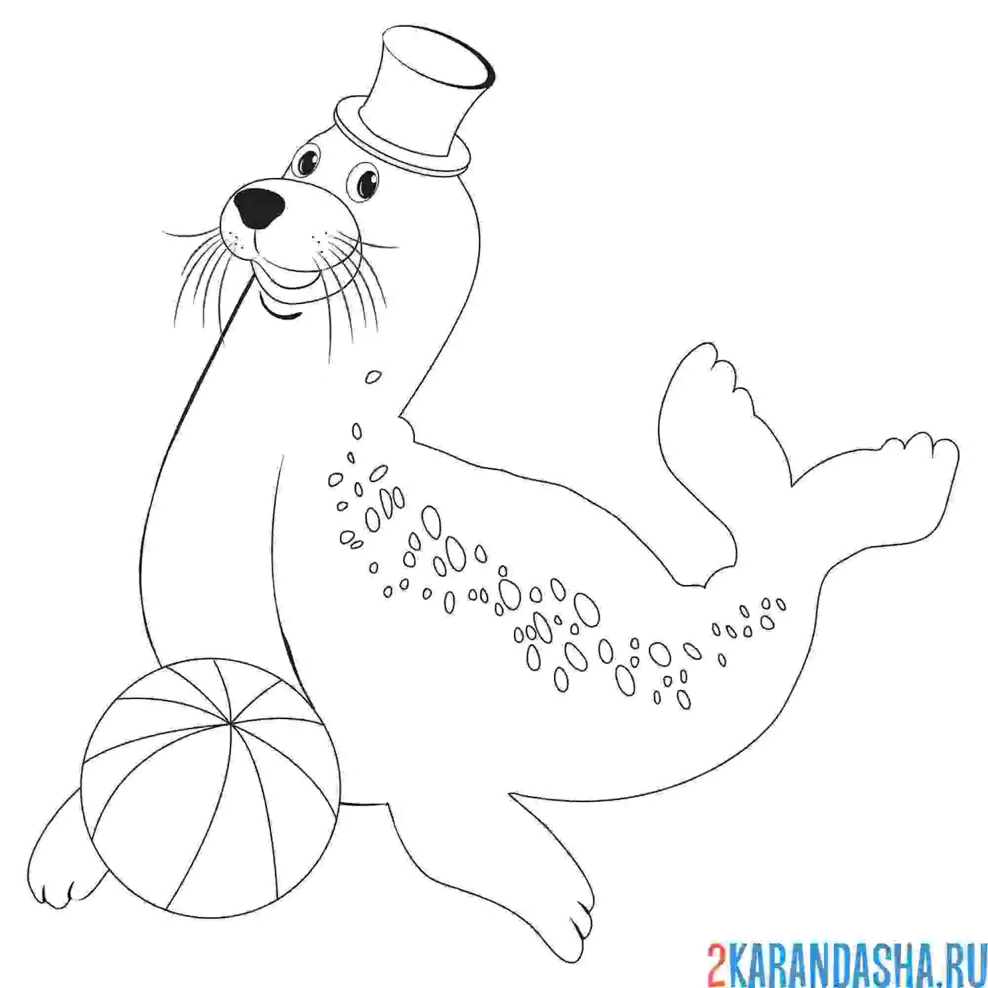 Раскраска тюлень с мячом