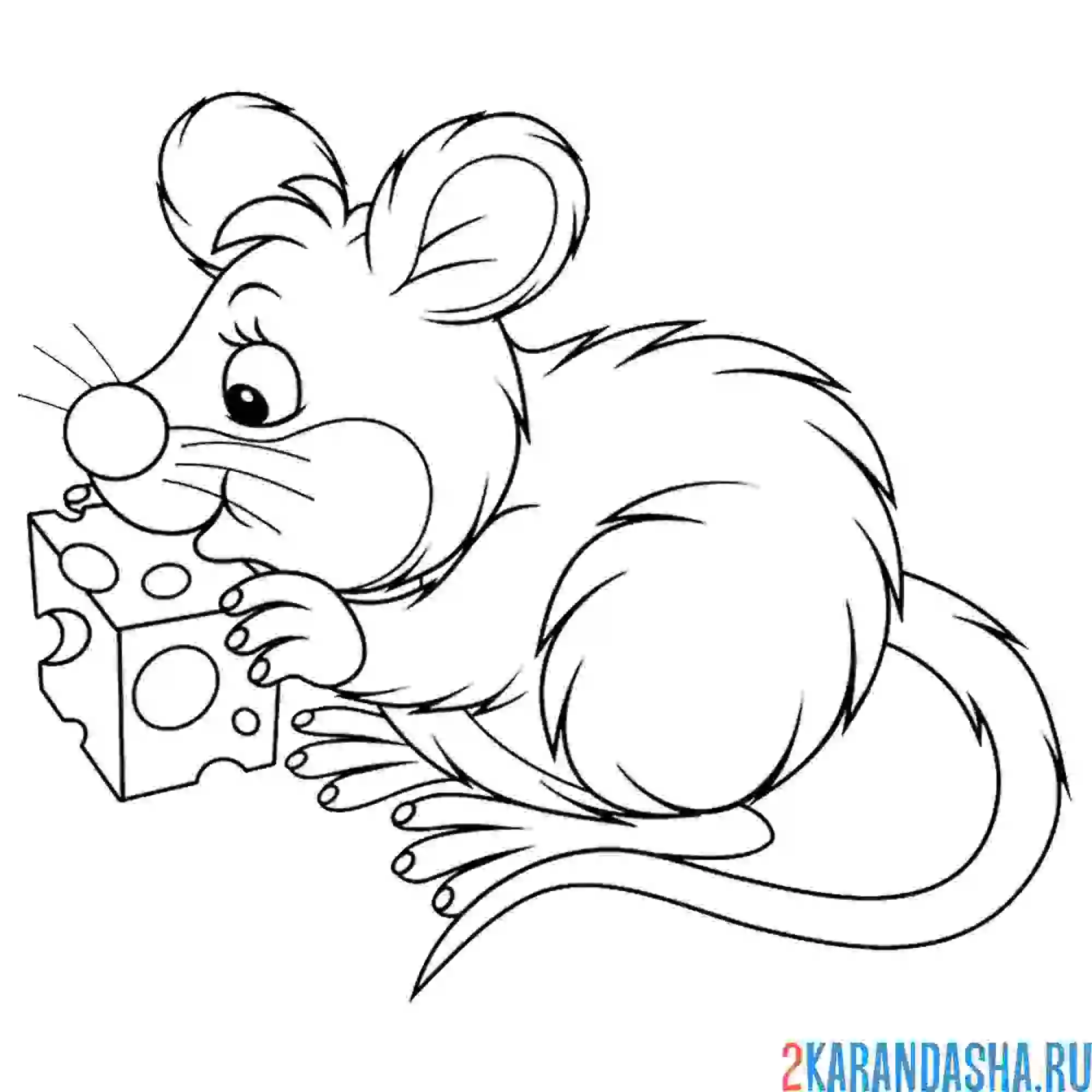 Раскраска мышка-норушка с сыром