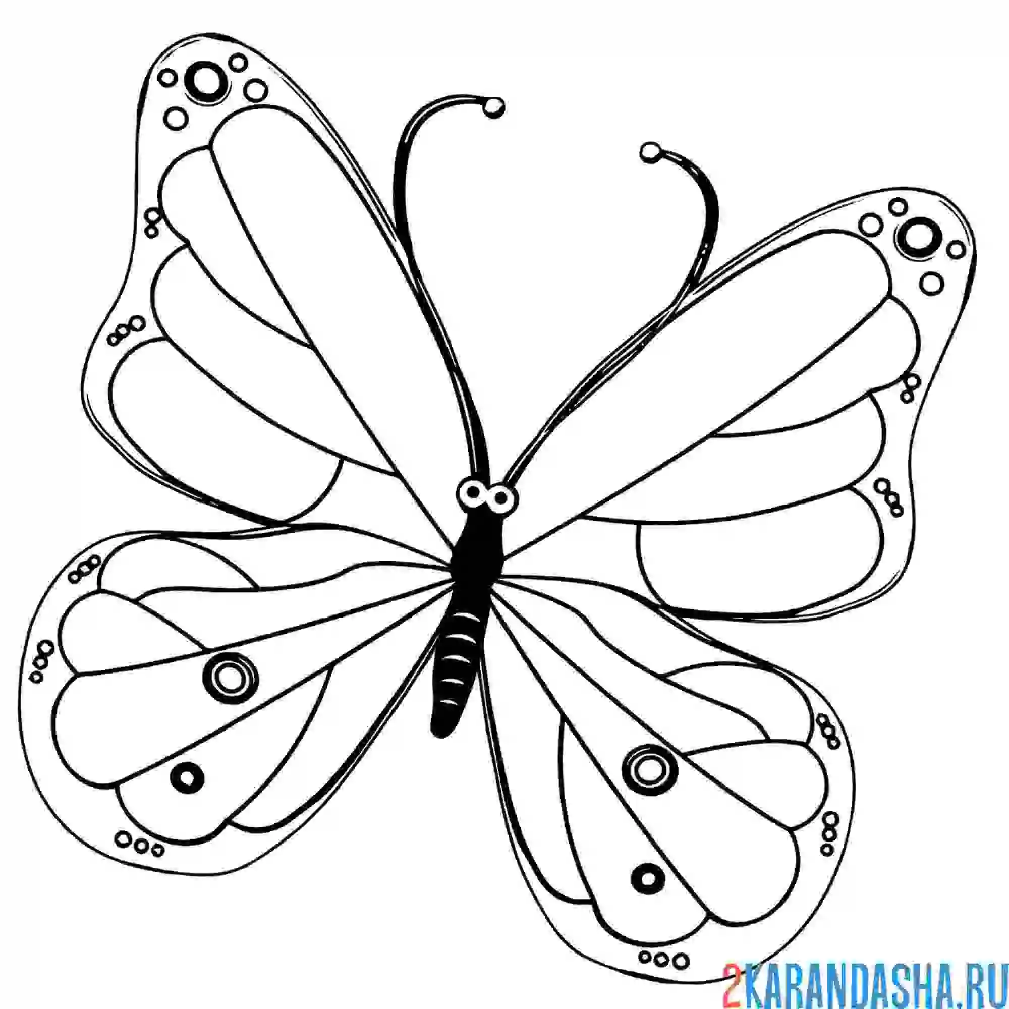 Раскраска красивая бабочка