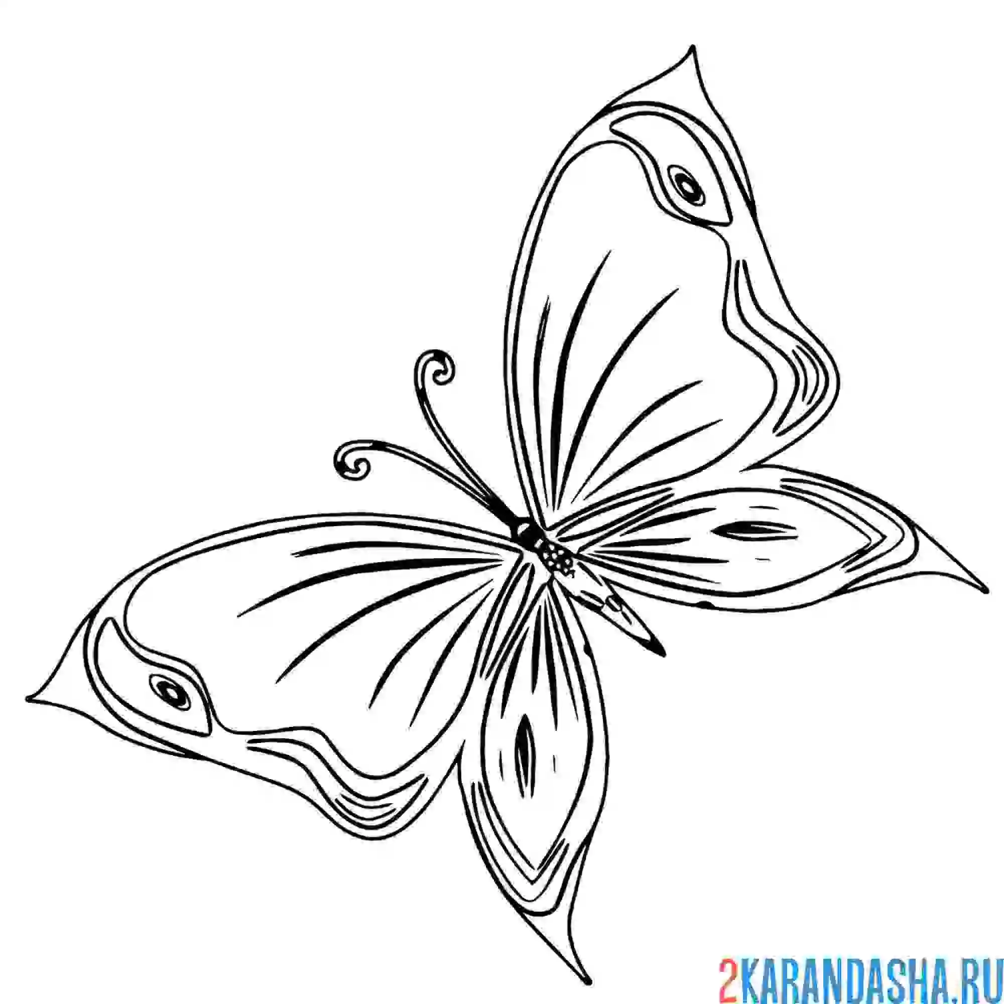 Раскраска сложная бабочка