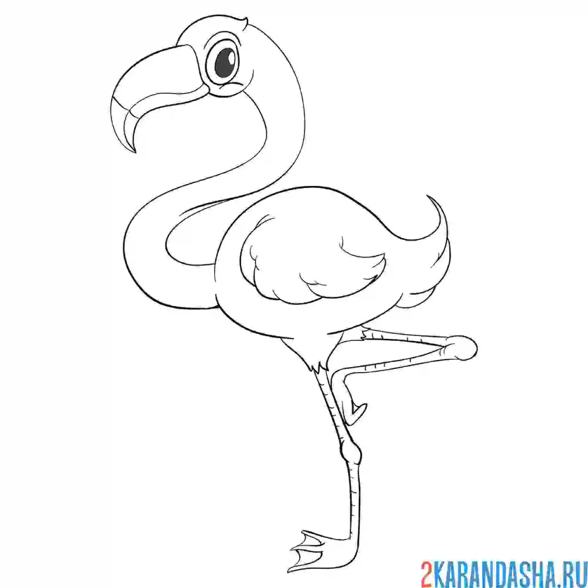 Раскраска фламинго прелестный