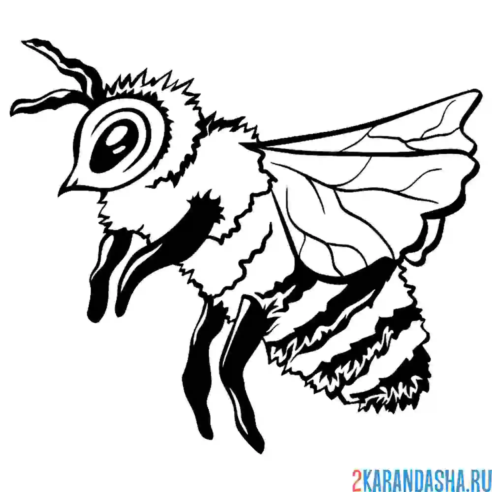 Раскраска пчела как настоящая