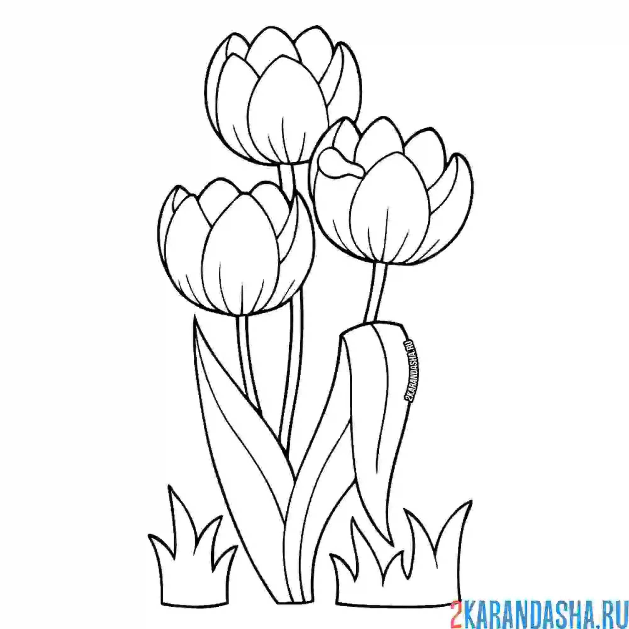 Раскраска три цветка тюльпаны