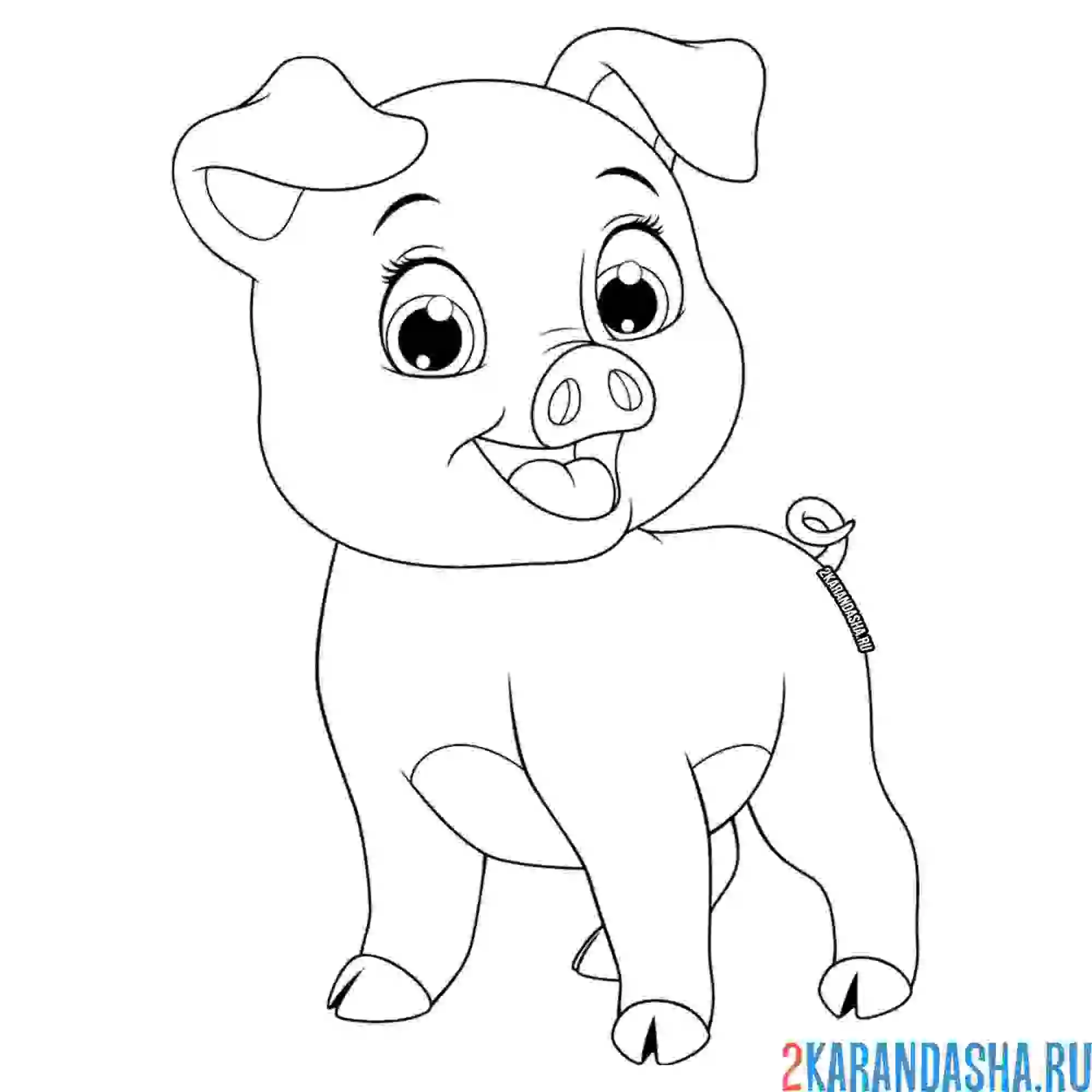 Раскраска милая свинка