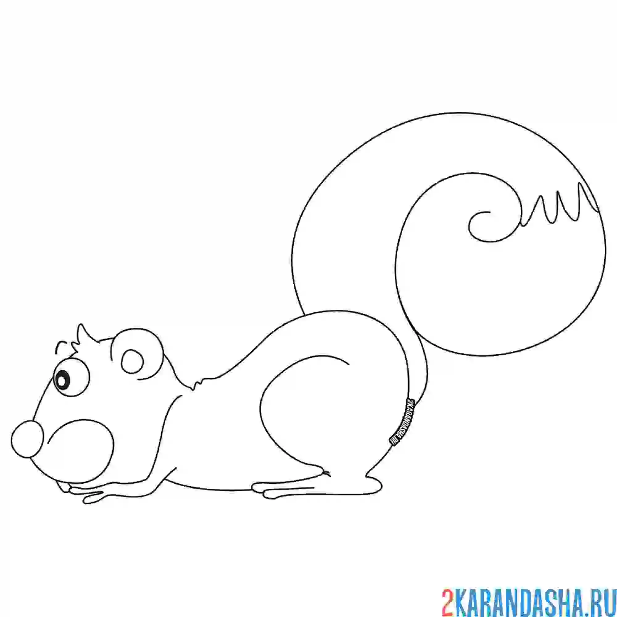 Раскраска рисунок белки