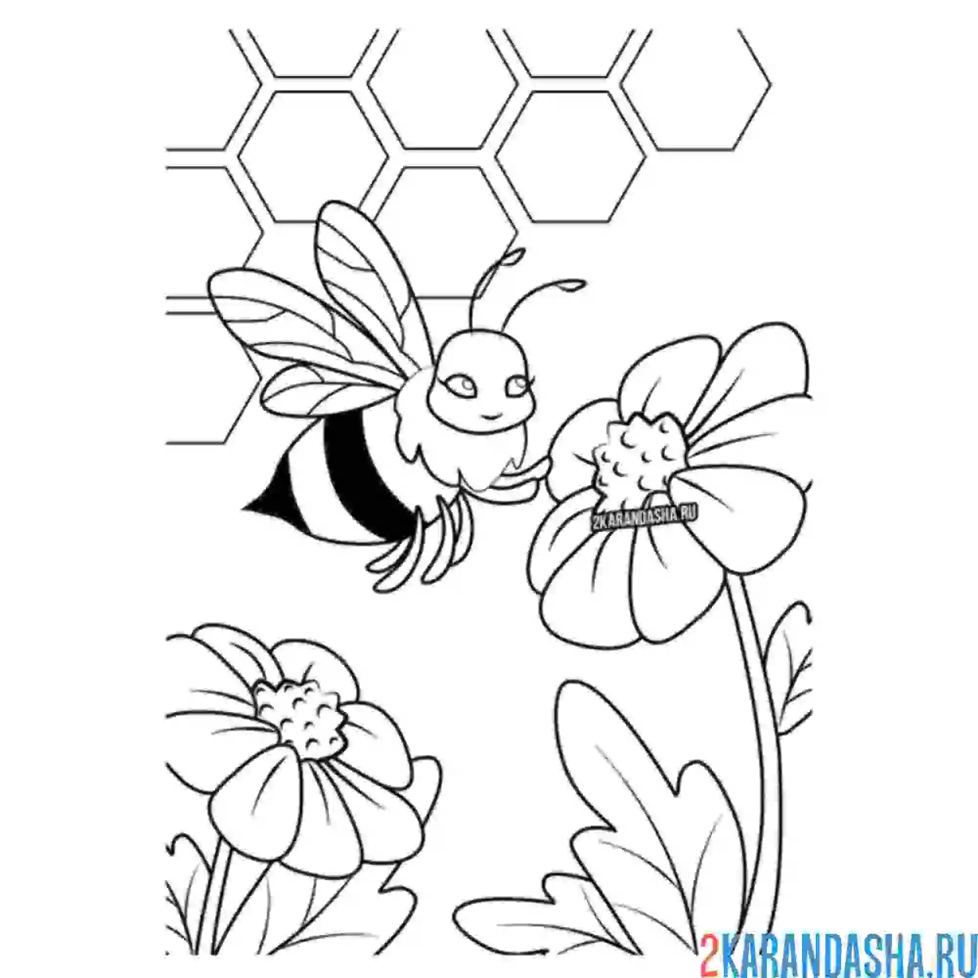 Раскраска пчелка собирает нектар с ромашки