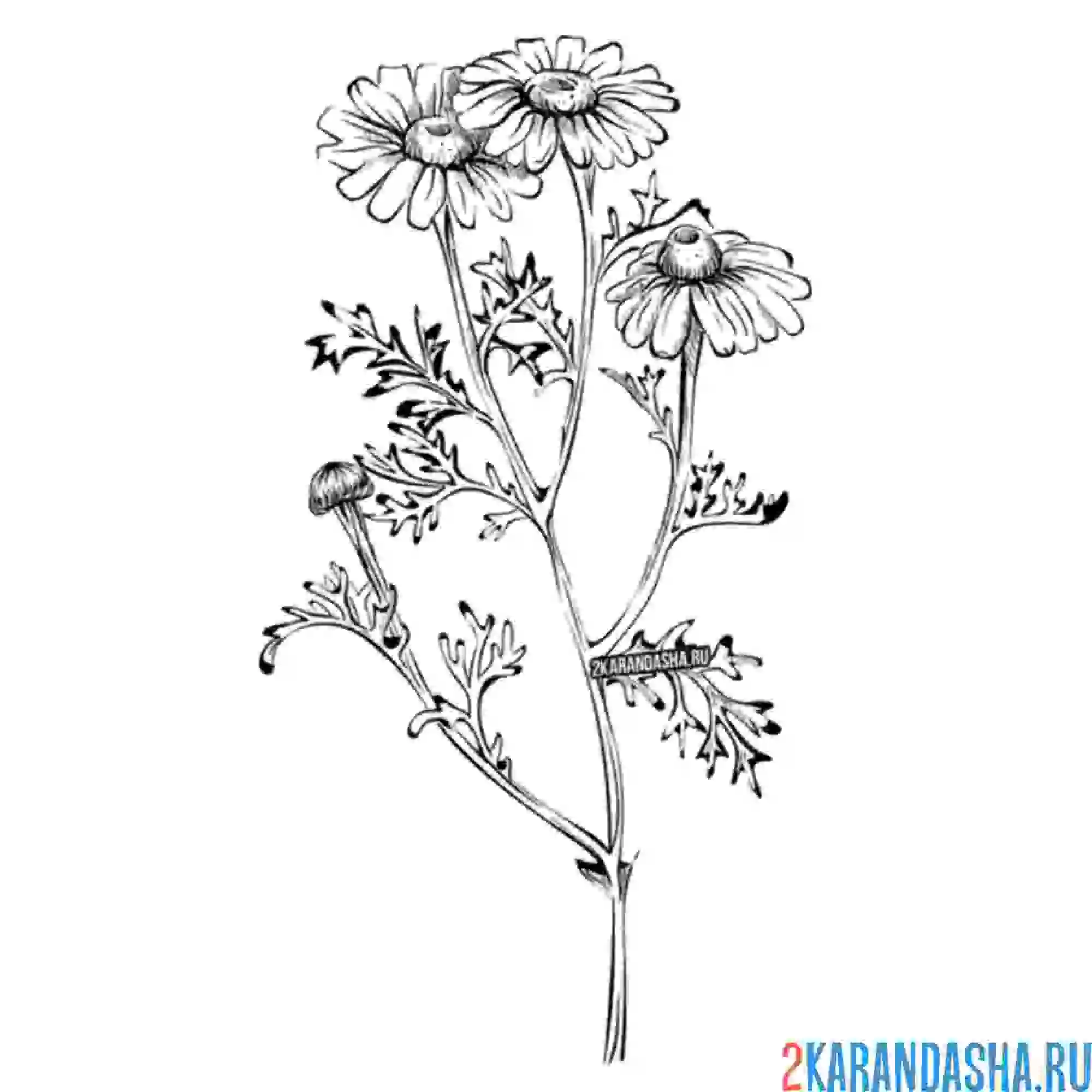 Раскраска полевая ромашка куст