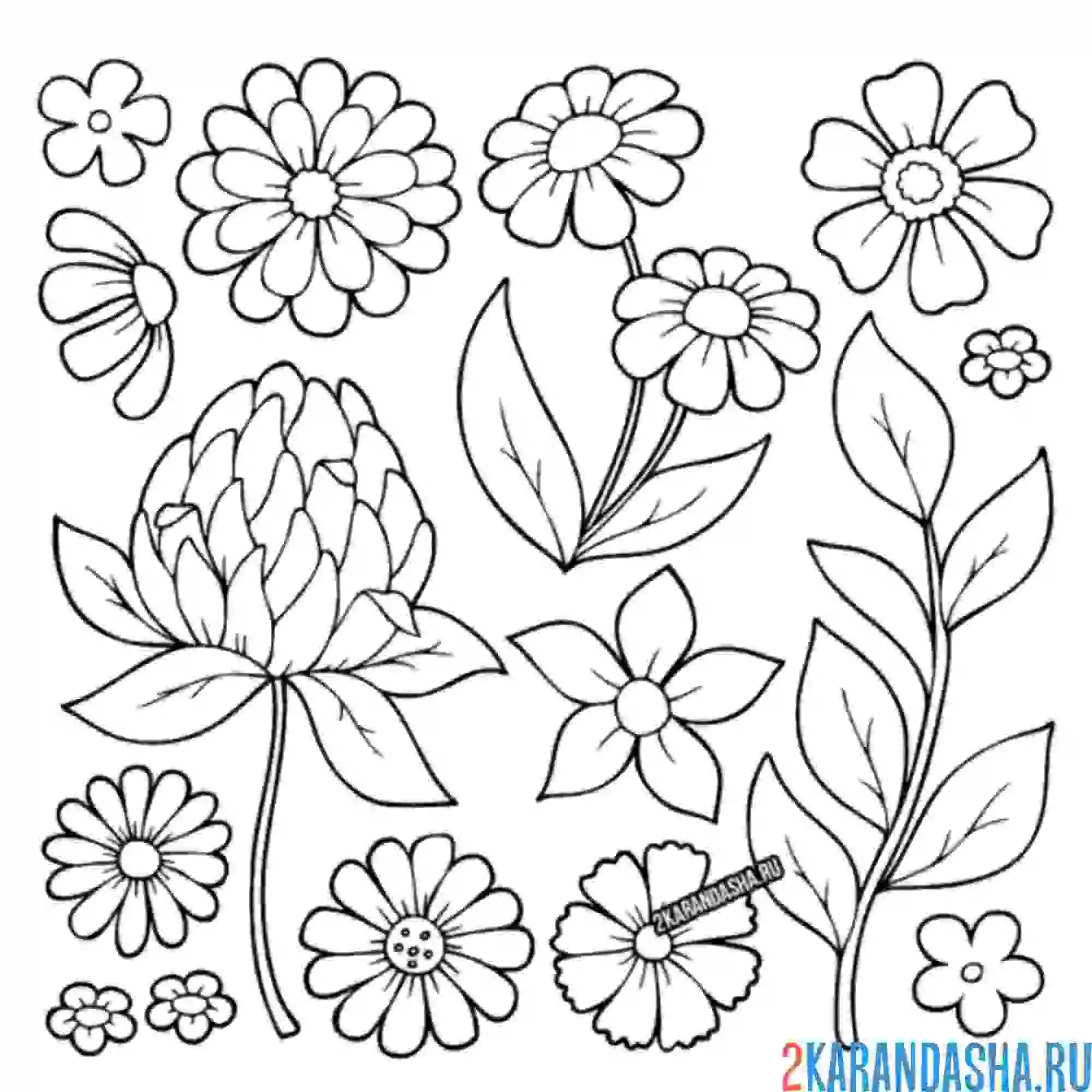 Раскраска много разных ромашек