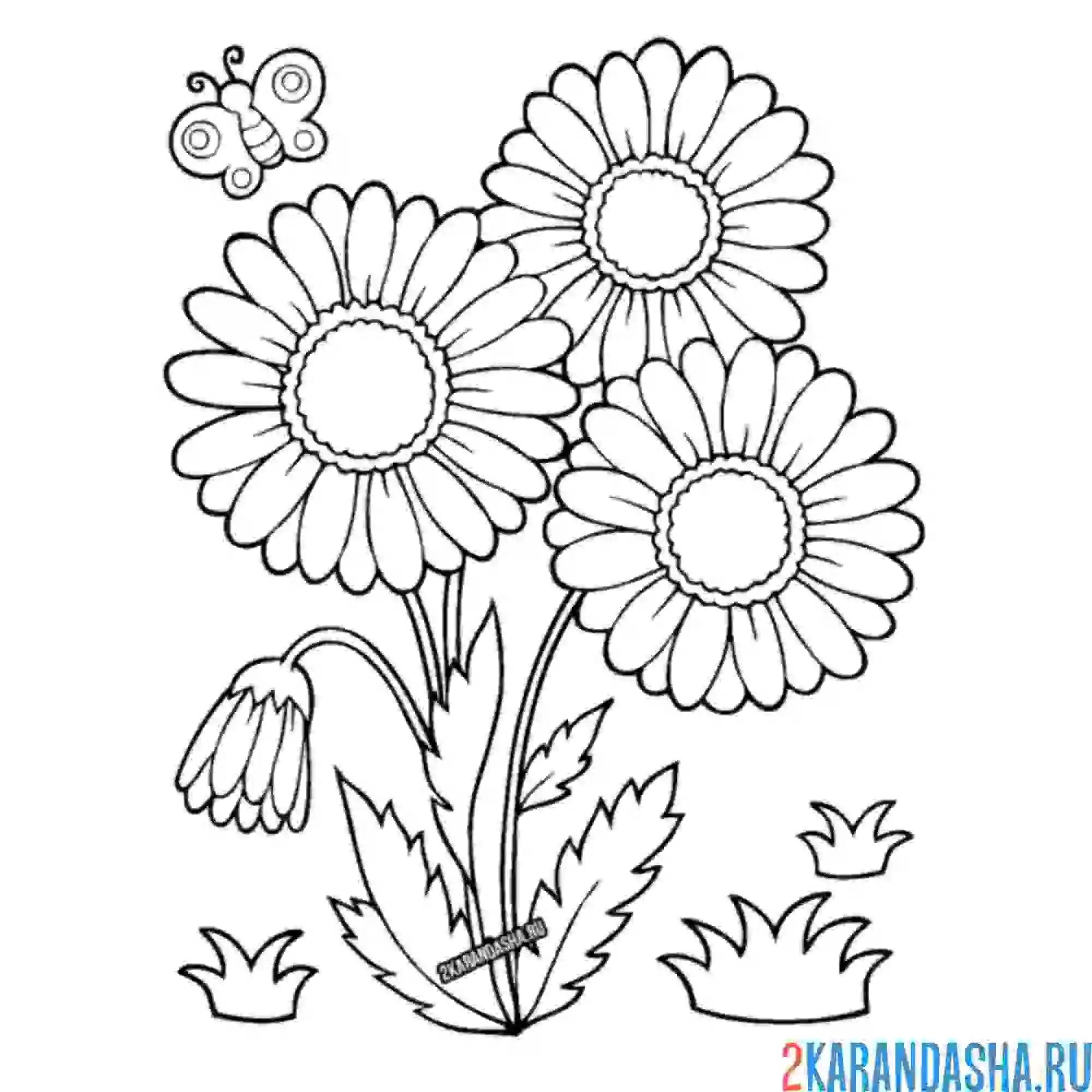 Раскраска большие ромашки и бабочка