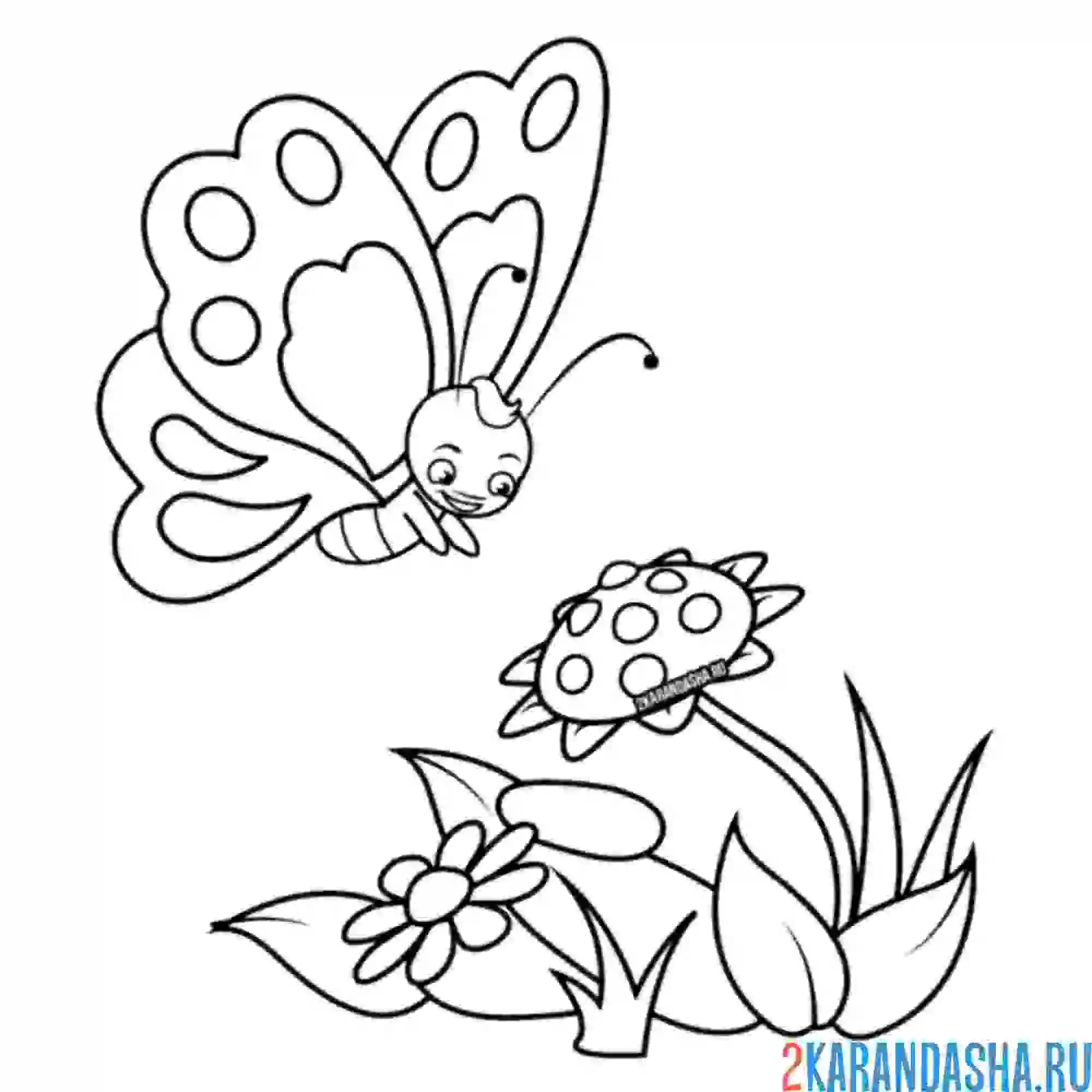 Раскраска бабочка прилетела к ромашке