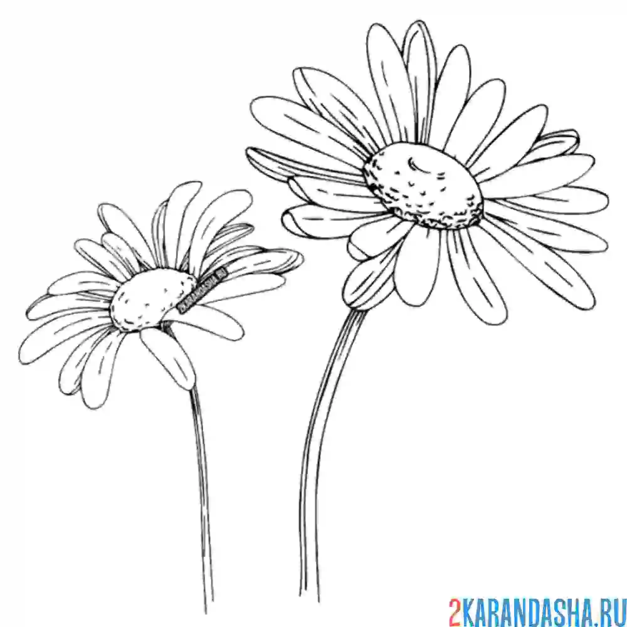 Раскраска две полевые ромашки