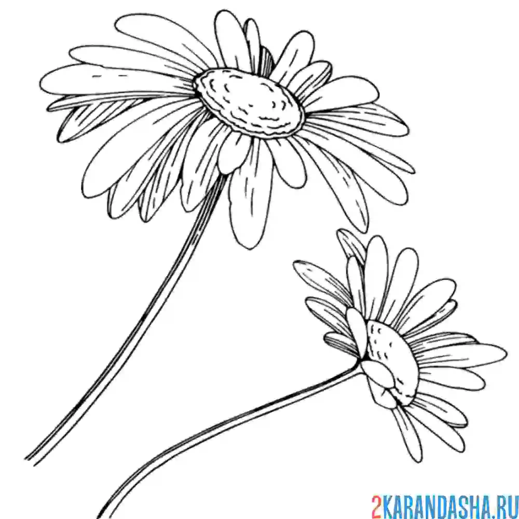 Раскраска две ромашки