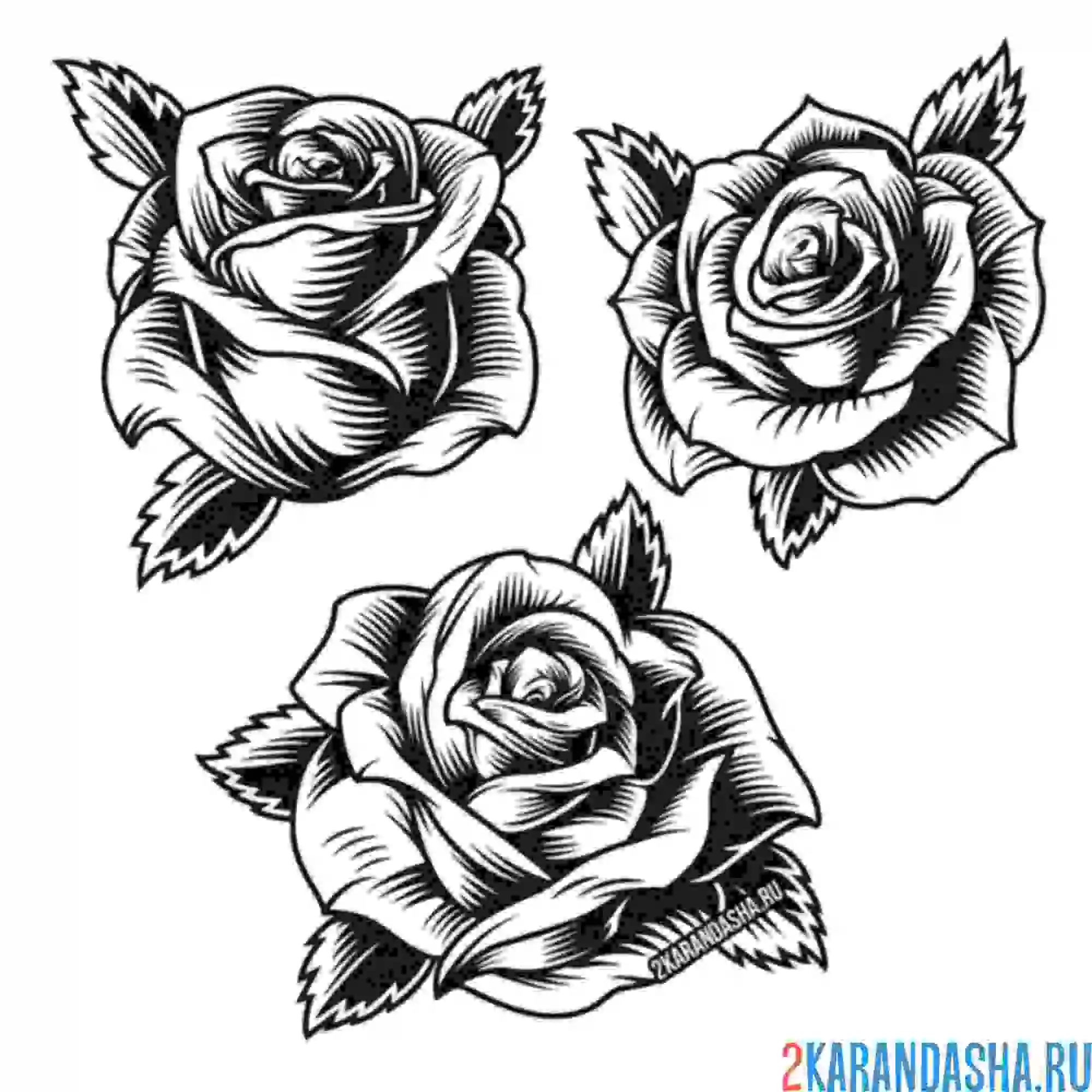 Раскраска три розочки