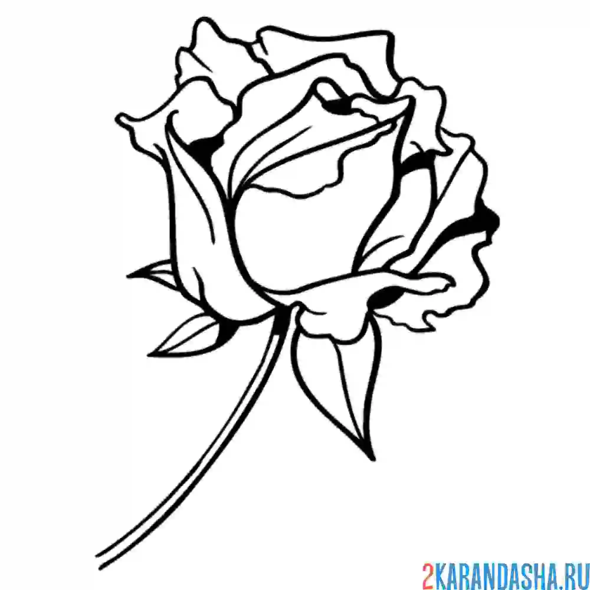 Раскраска розочка на ножке