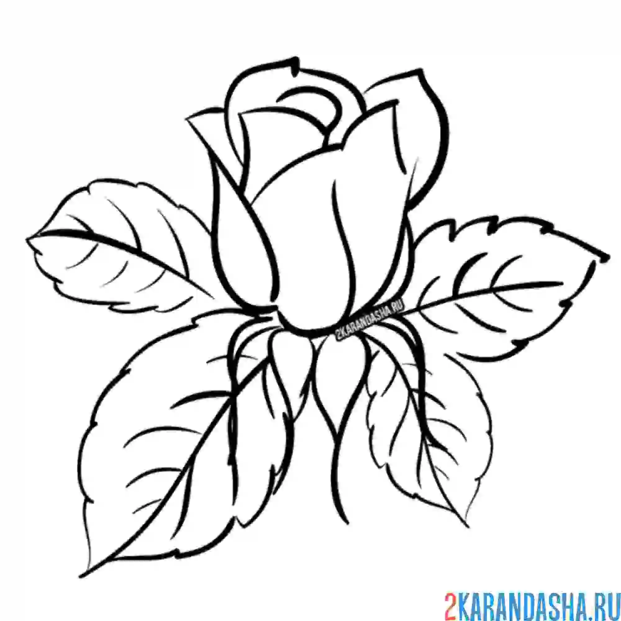 Раскраска роза бутон и листья