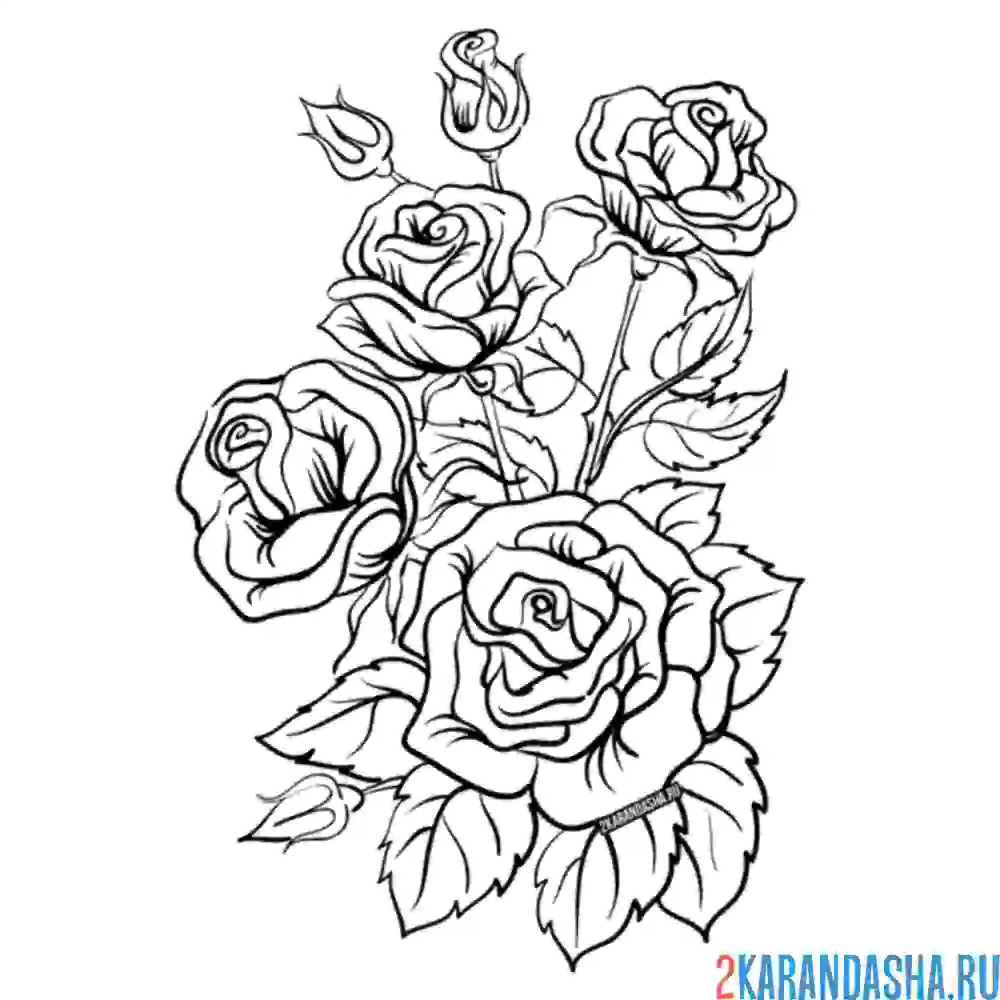 Раскраска роза кустовая