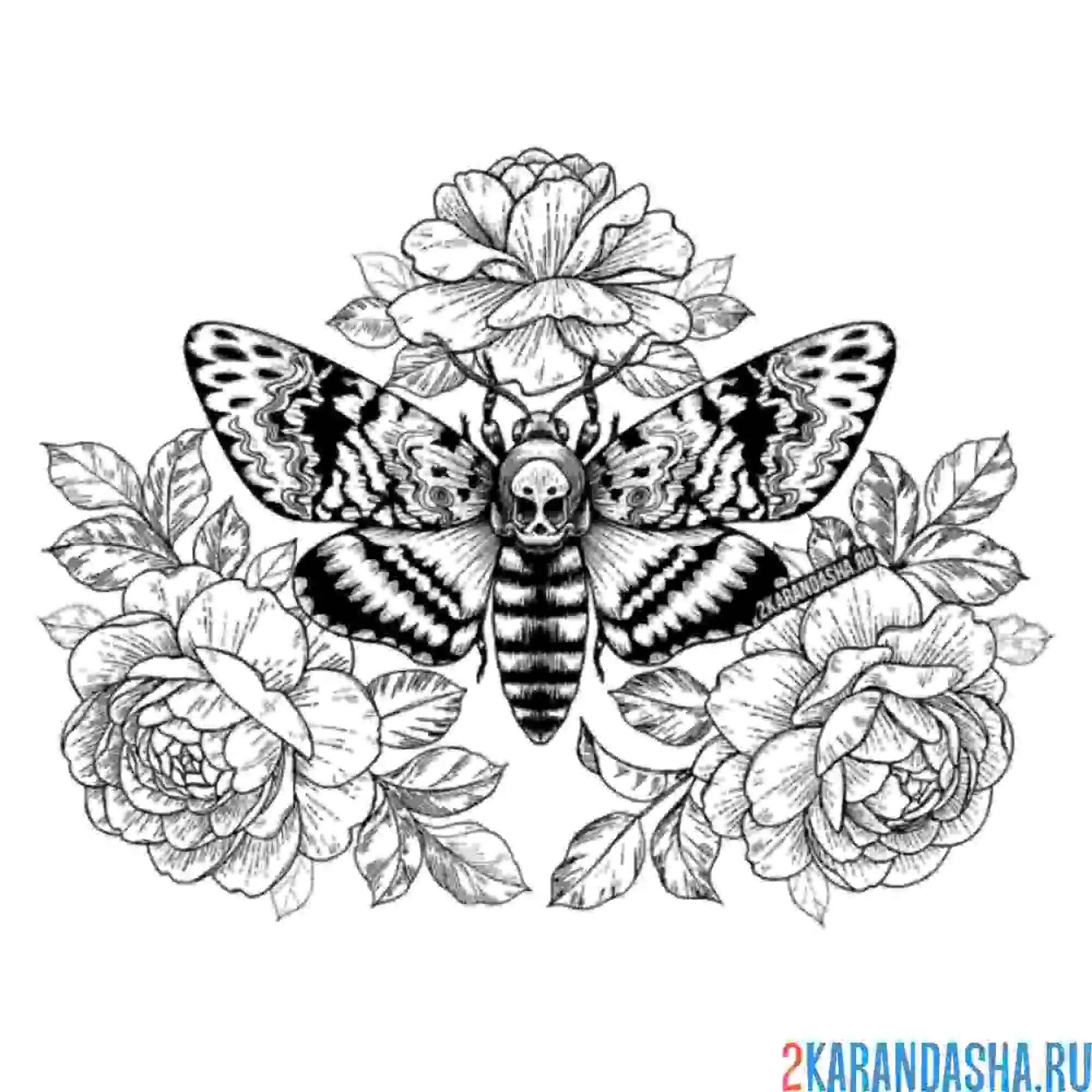 Раскраска бабочка в розах