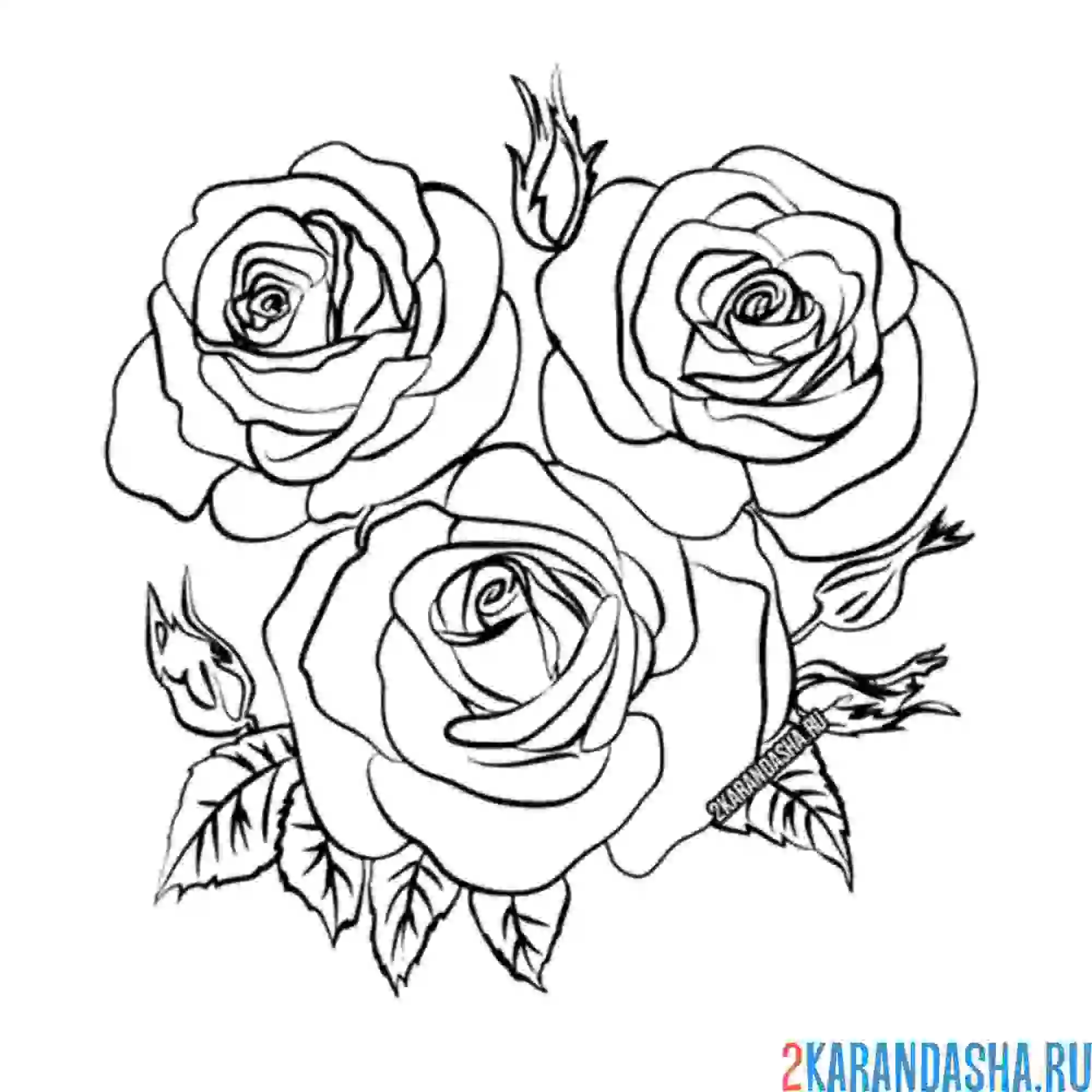 Раскраска три розы