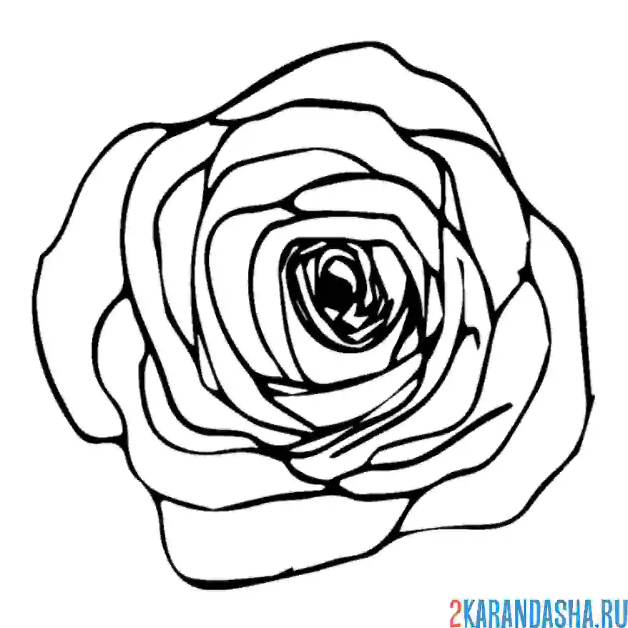 Раскраска большой бутон розы