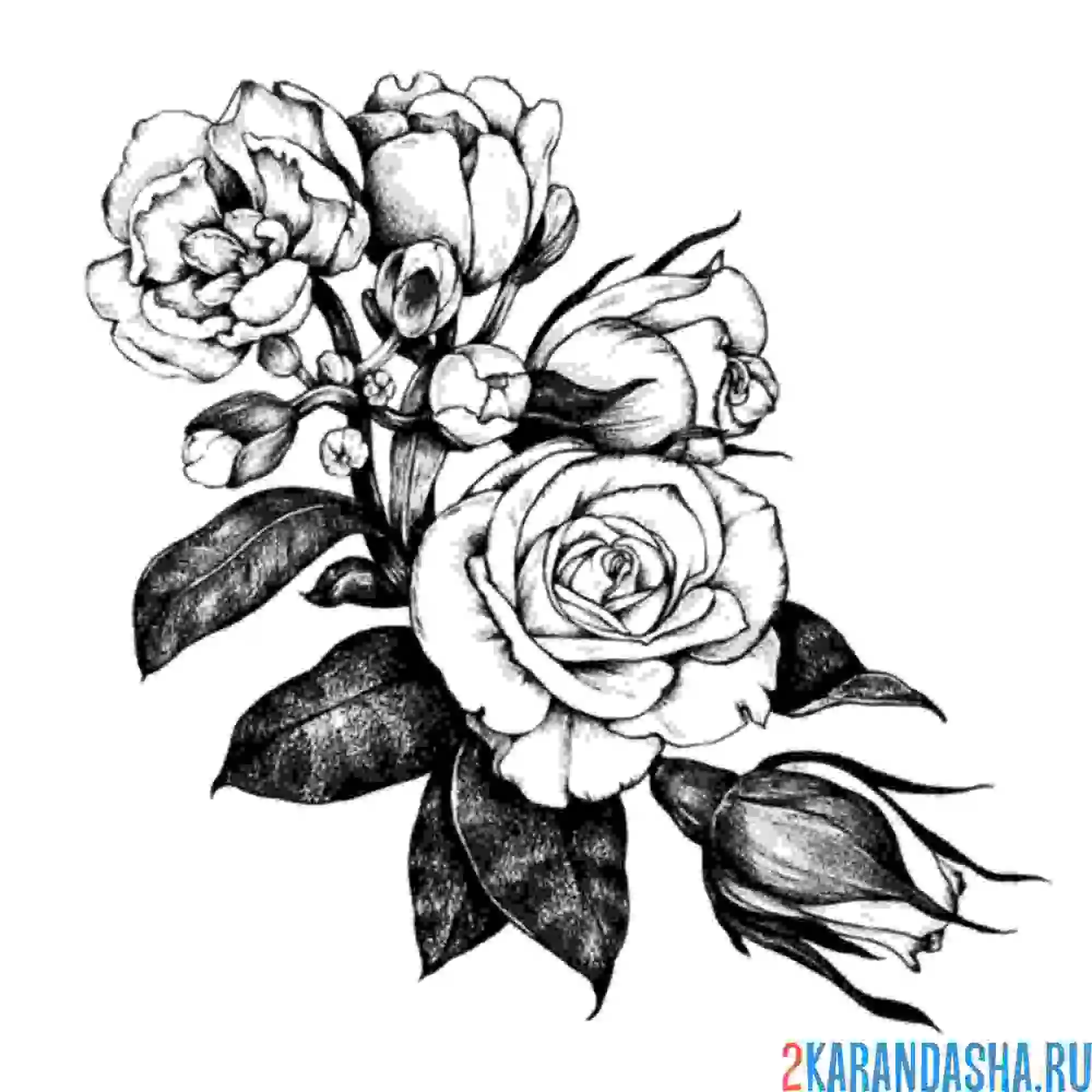 Раскраска дикие розы