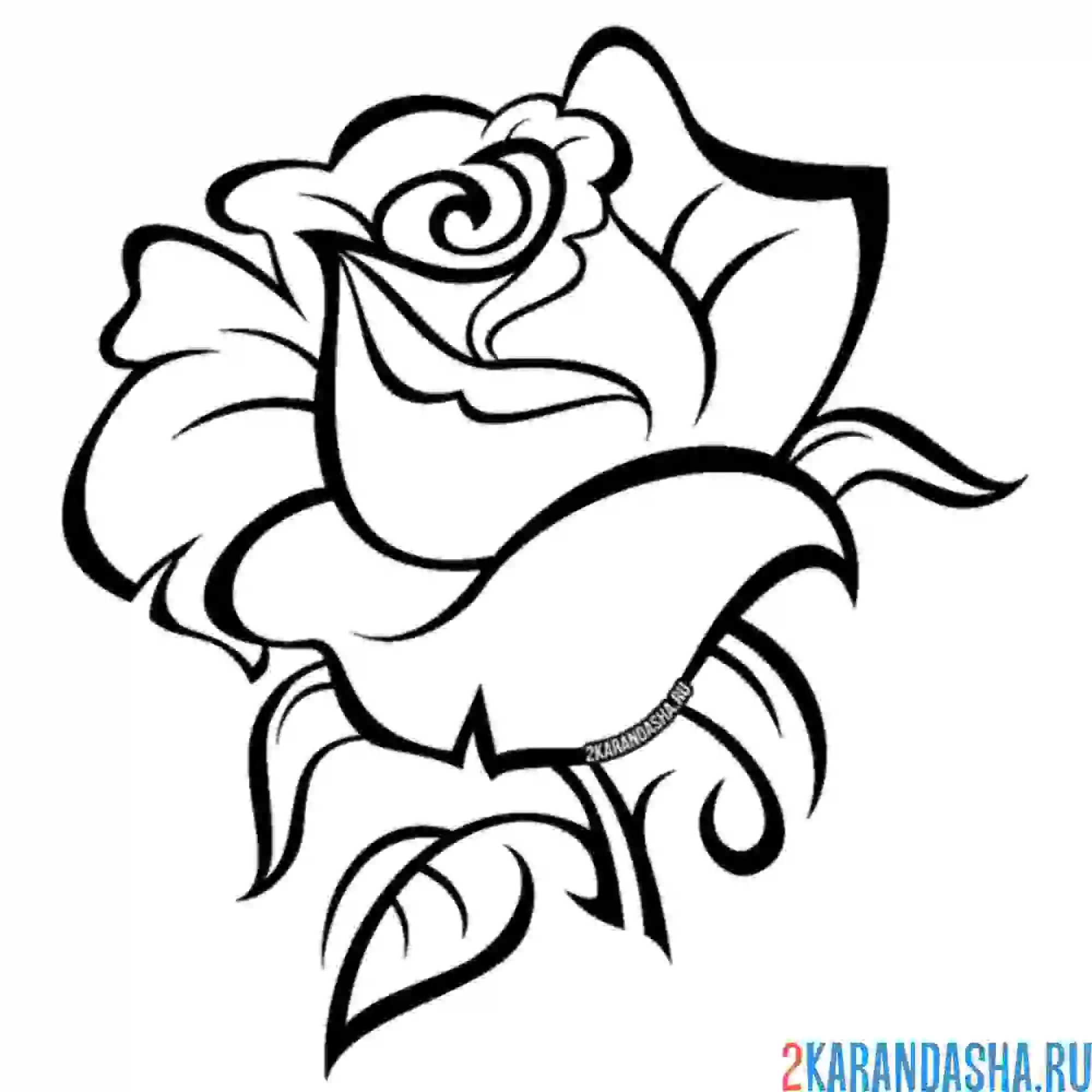 Раскраска бутон шикарной розы