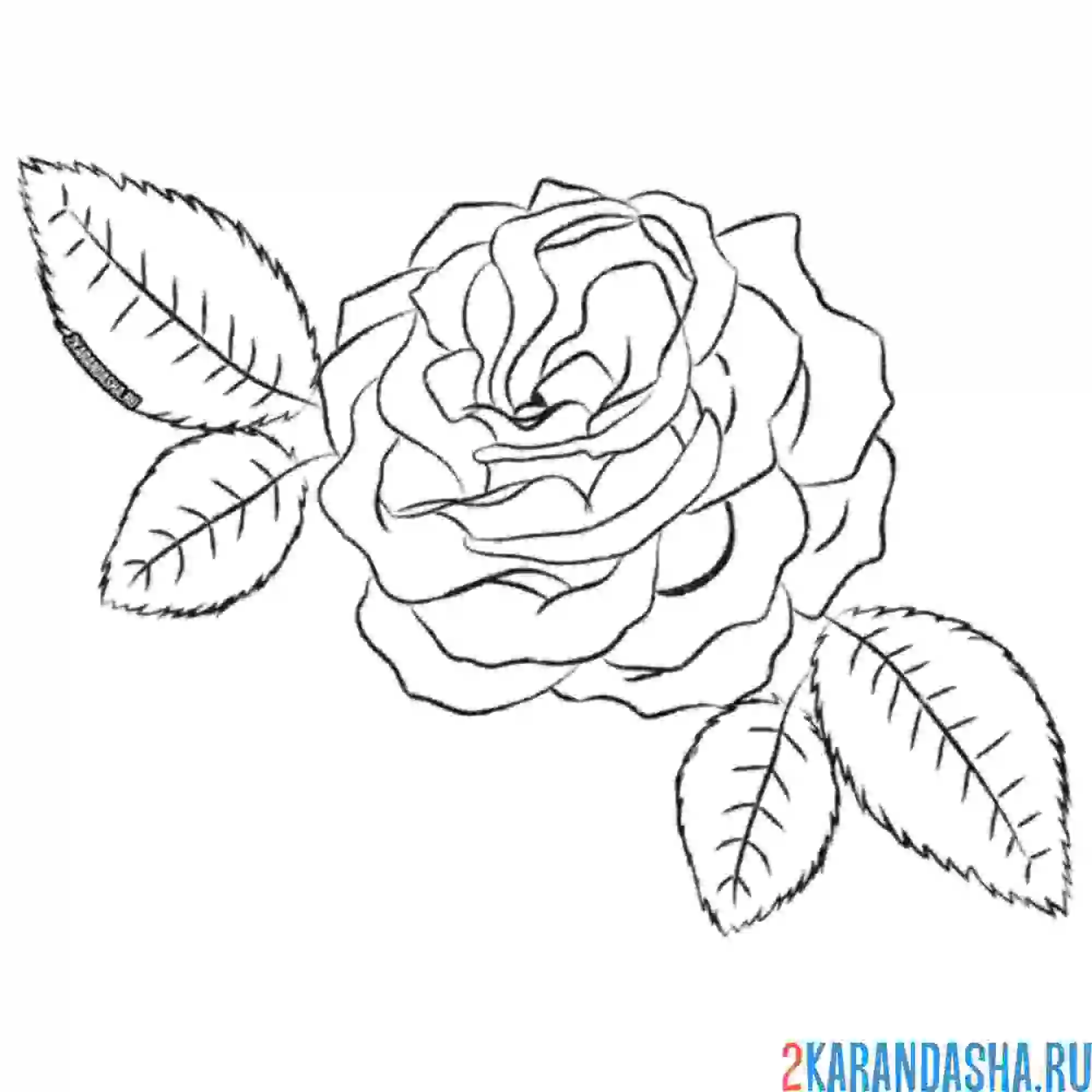 Раскраска роза и листочек