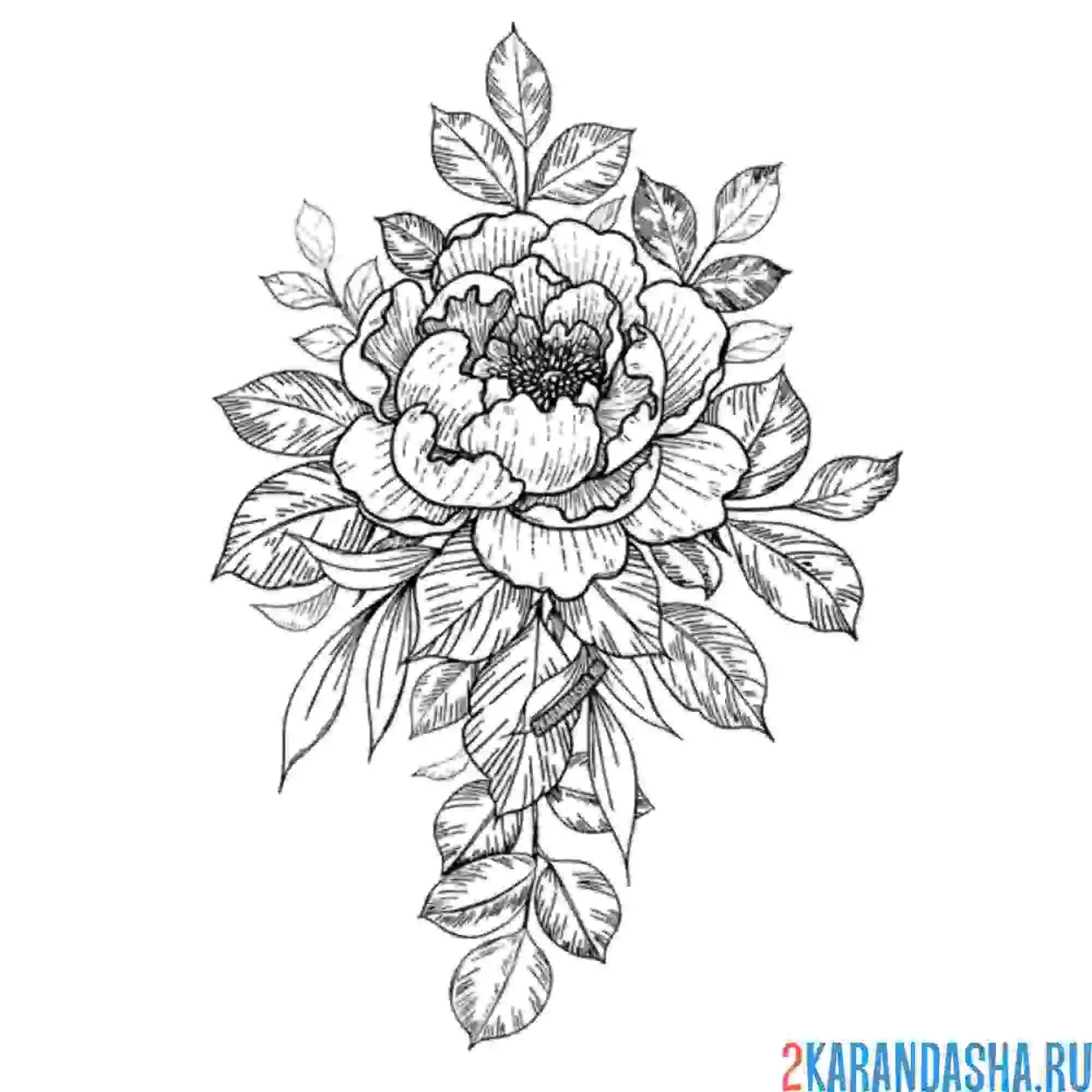 Раскраска роза на листочках