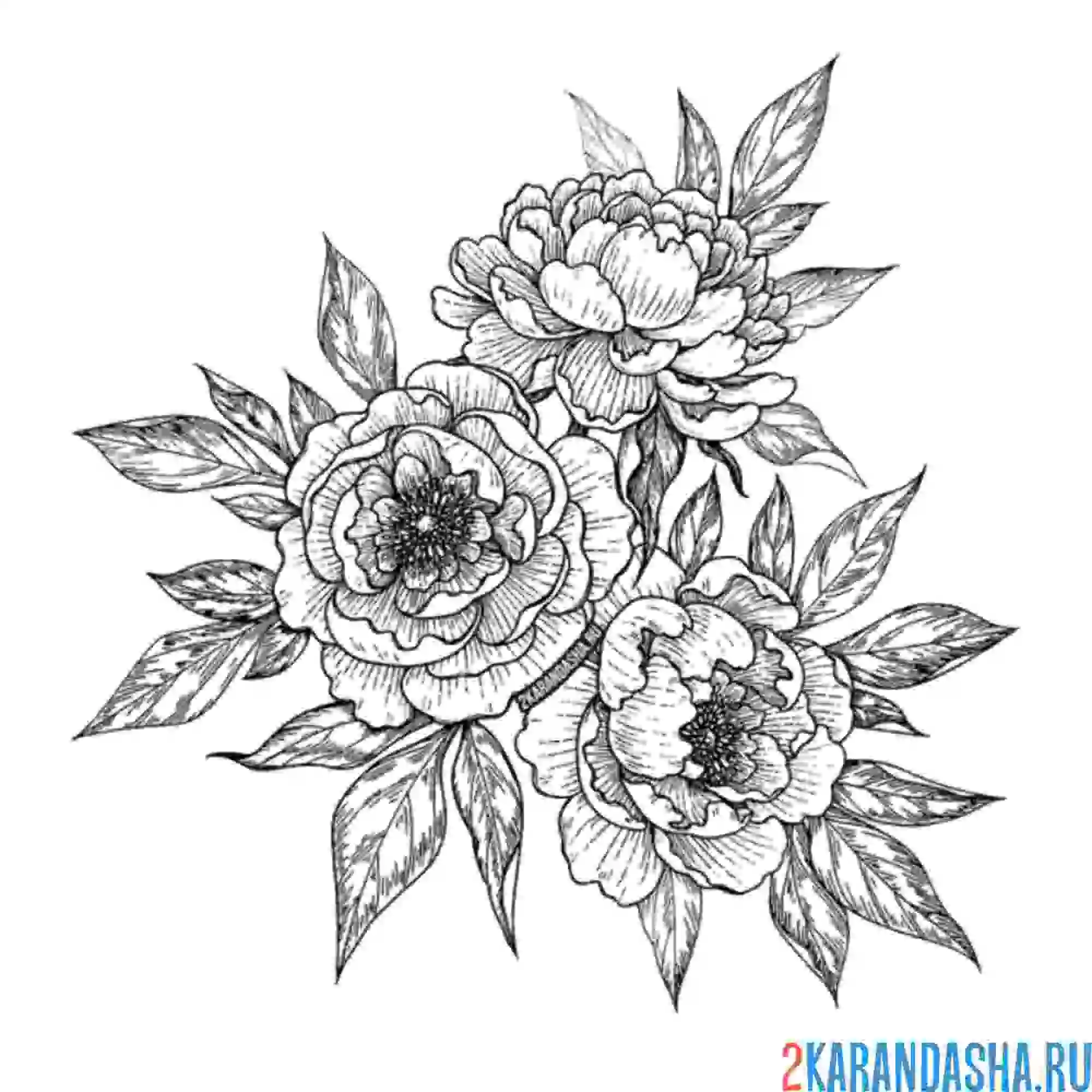 Раскраска три бутона роз