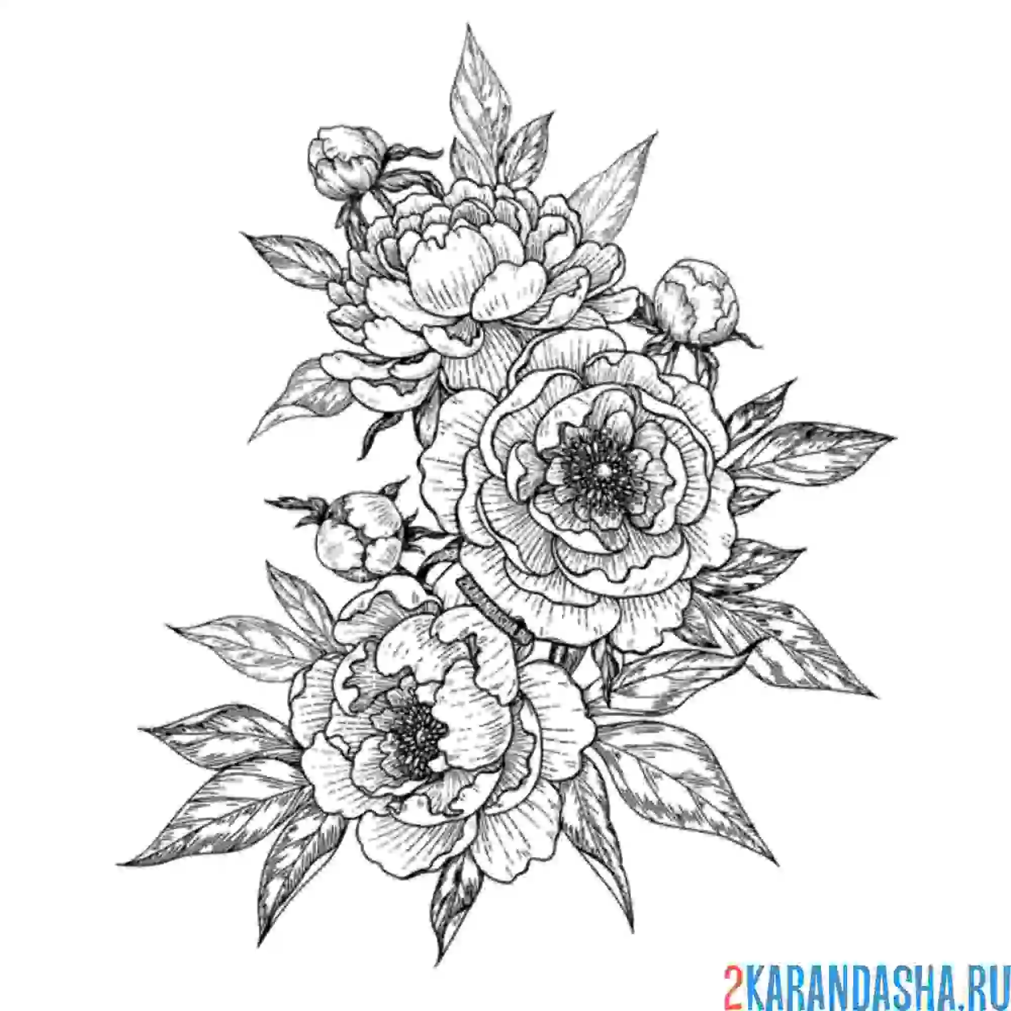 Раскраска розы вкусно пахнут