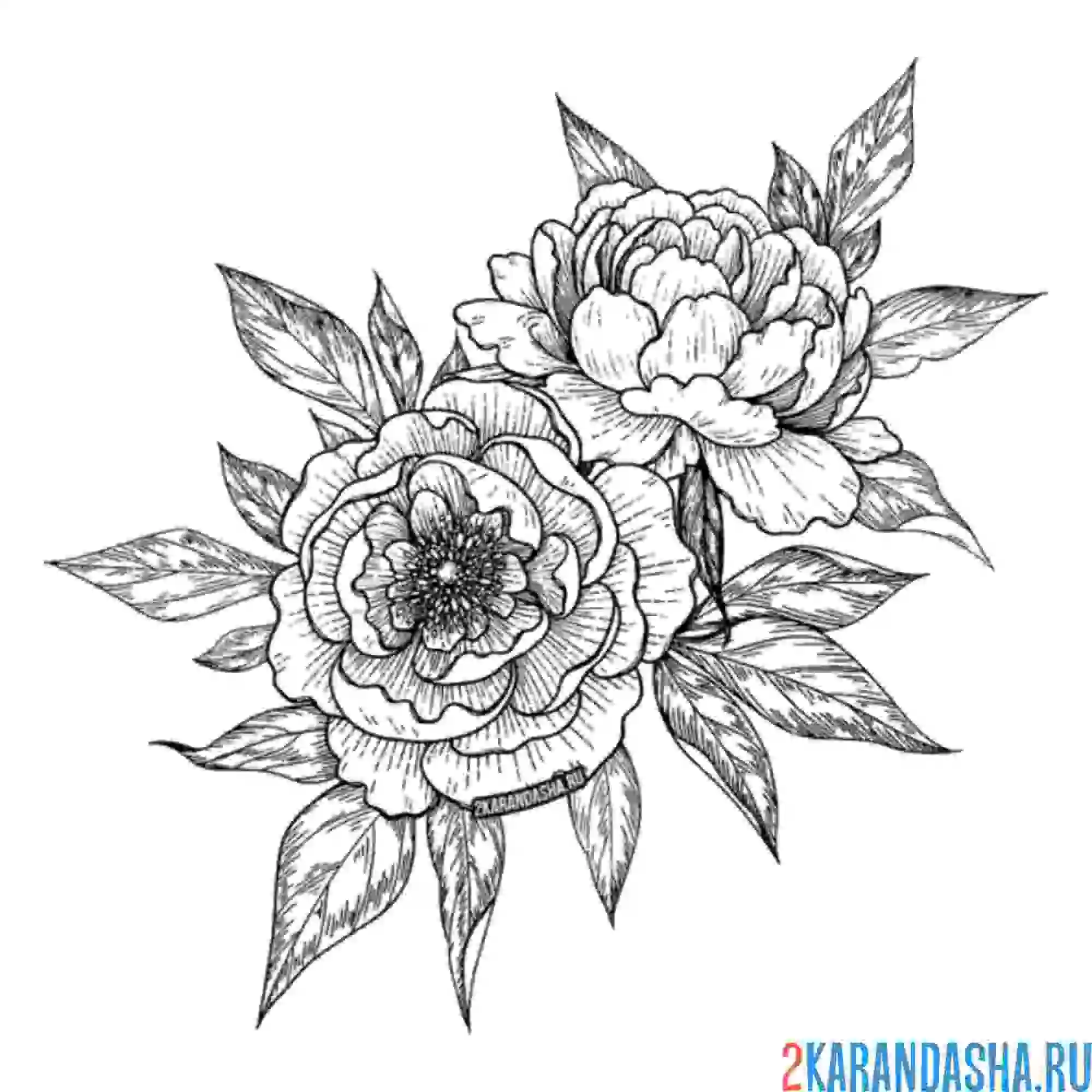 Раскраска две больших розы