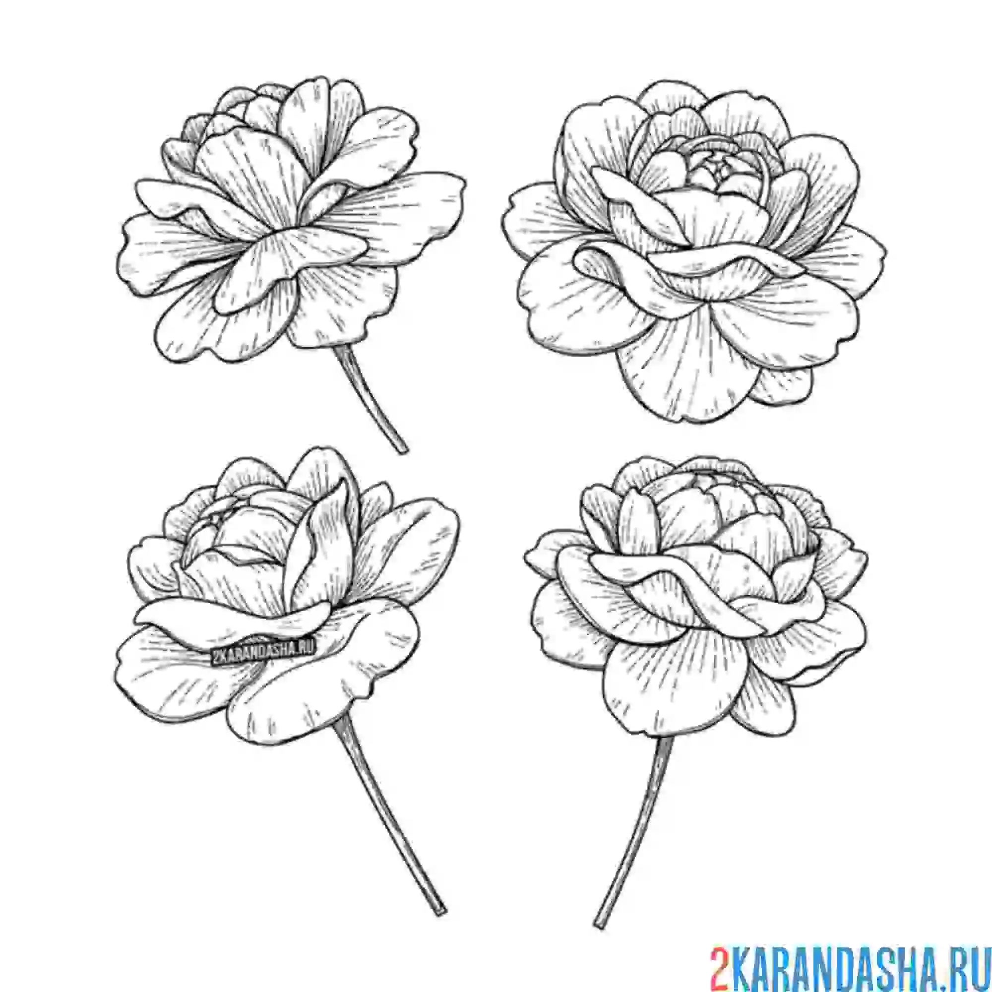 Раскраска 4 розы