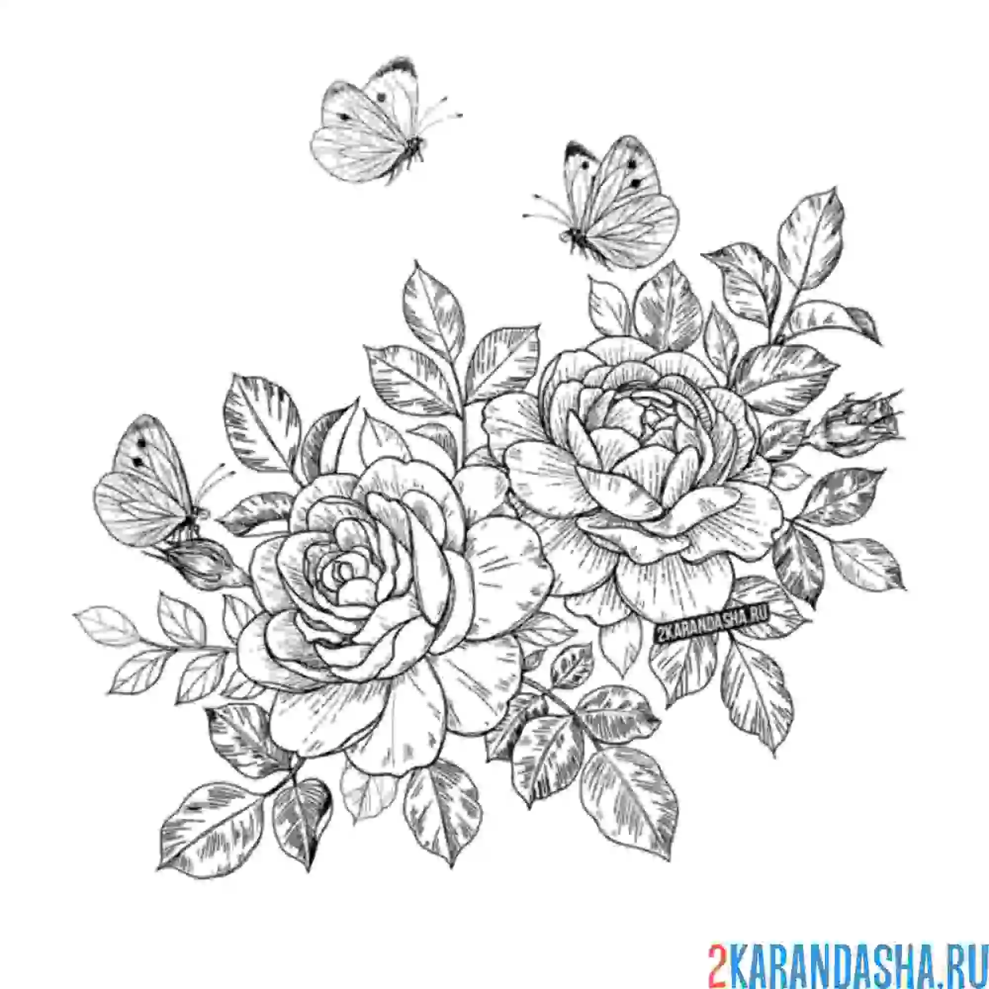Раскраска бабочки летают у роз