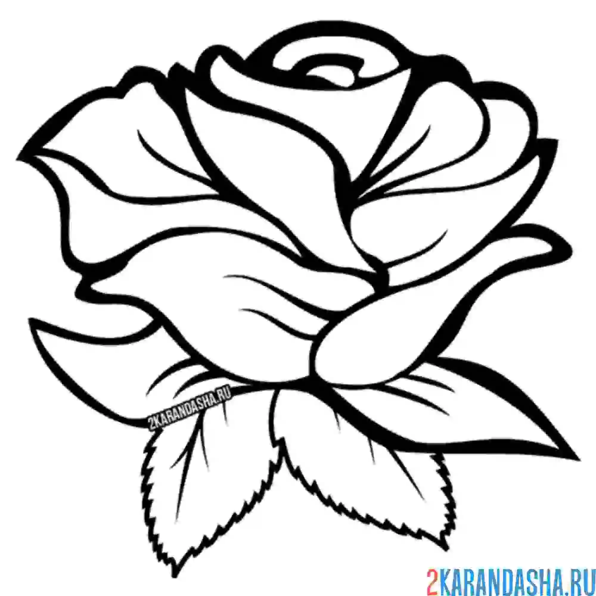 Раскраска красивый бутон розы цветок