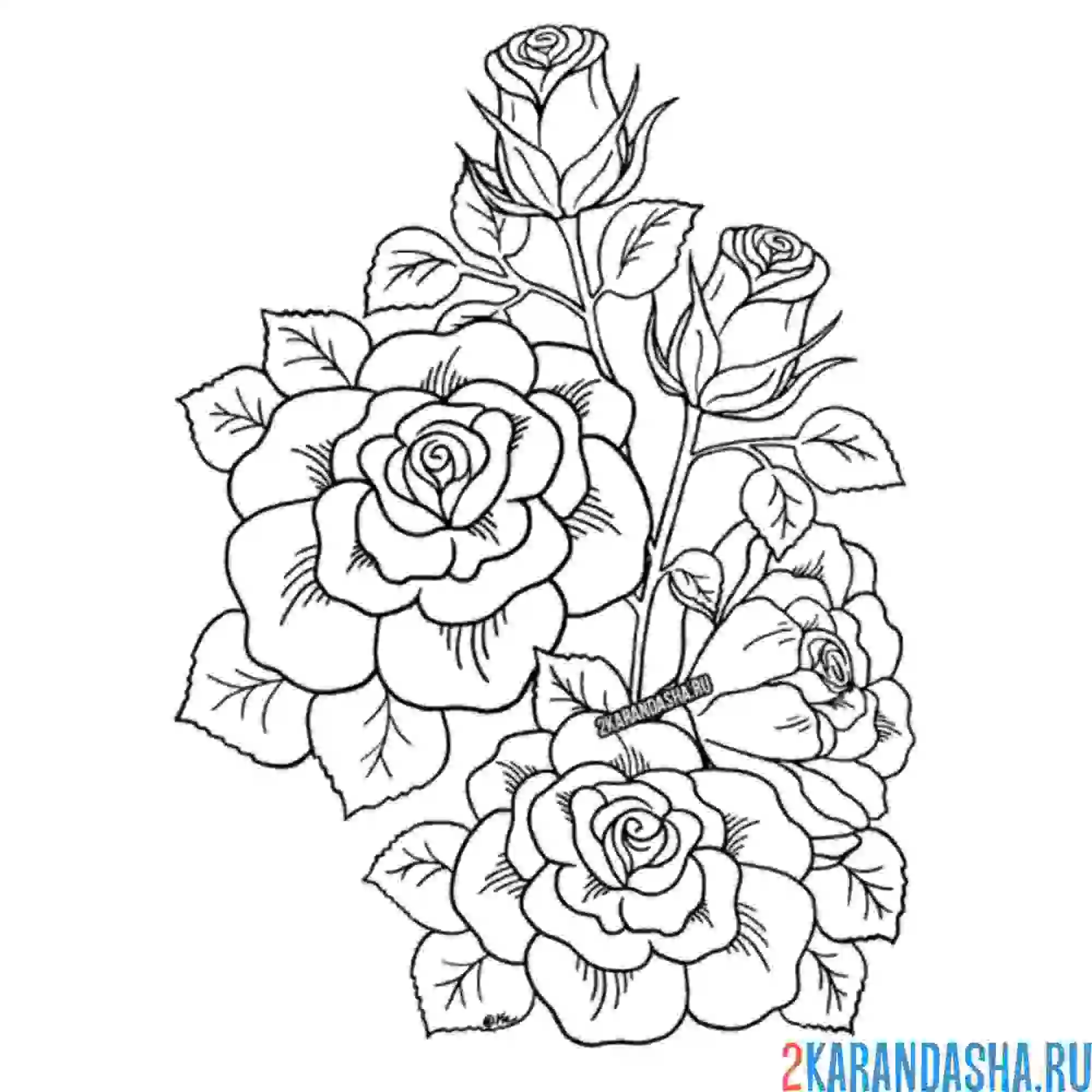 Раскраска розочки красивые букет
