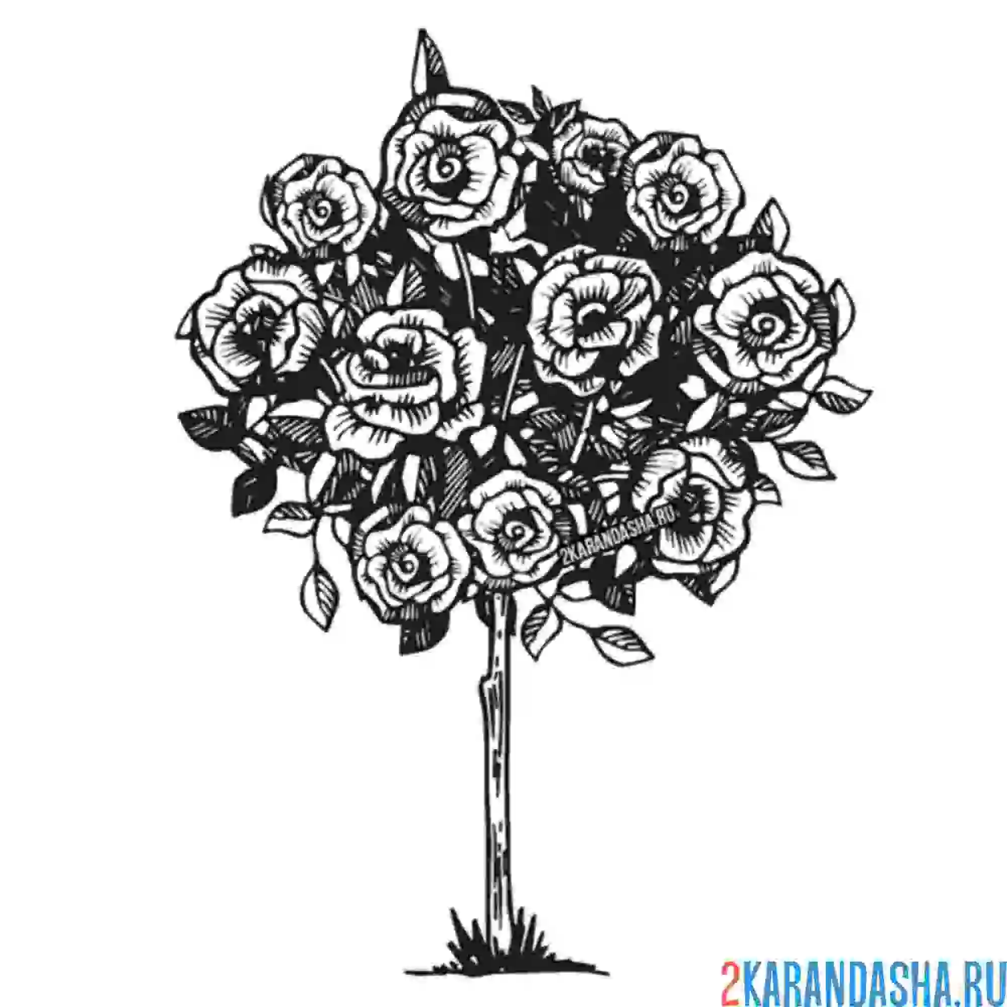 Раскраска дерево из роз