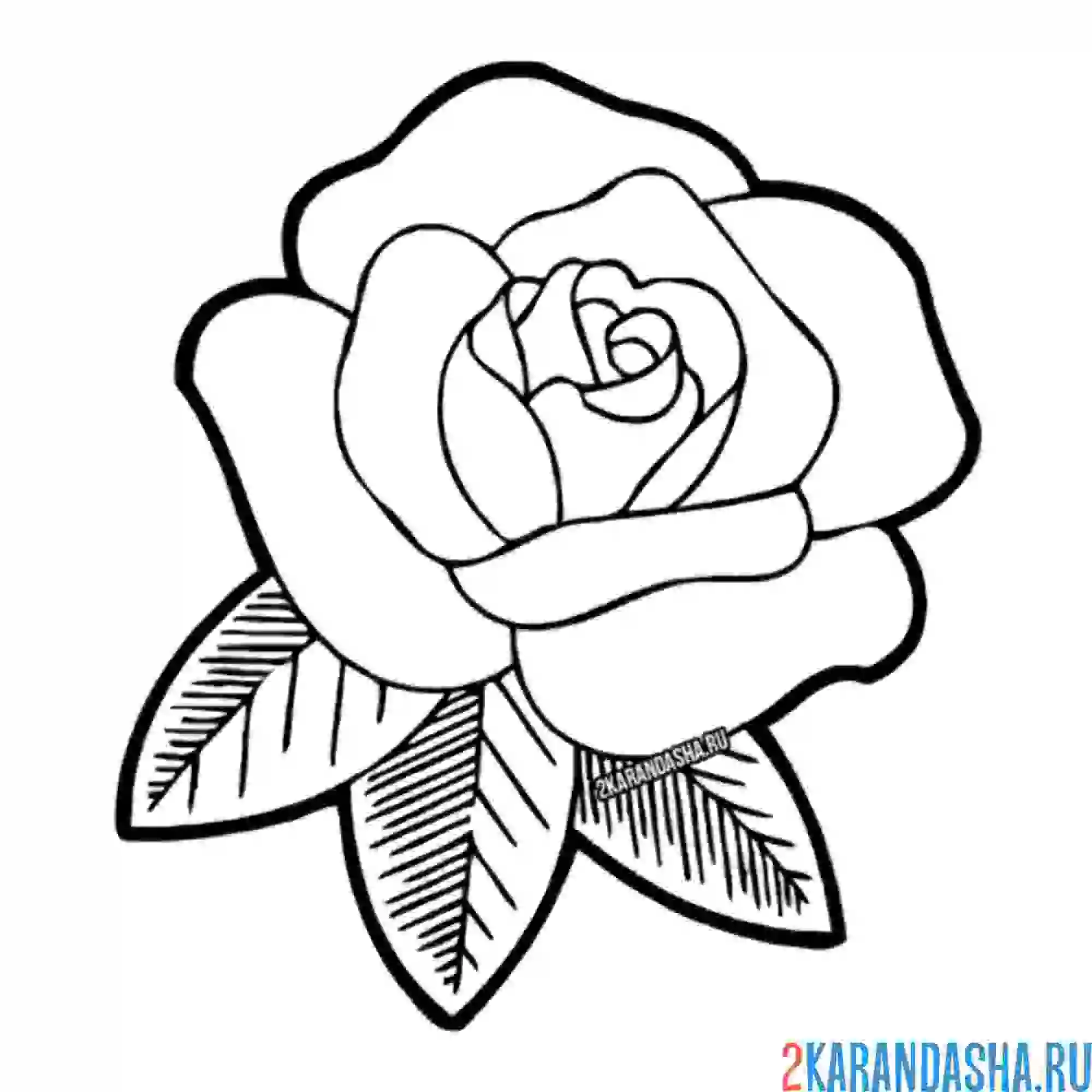 Раскраска простой бутон розы