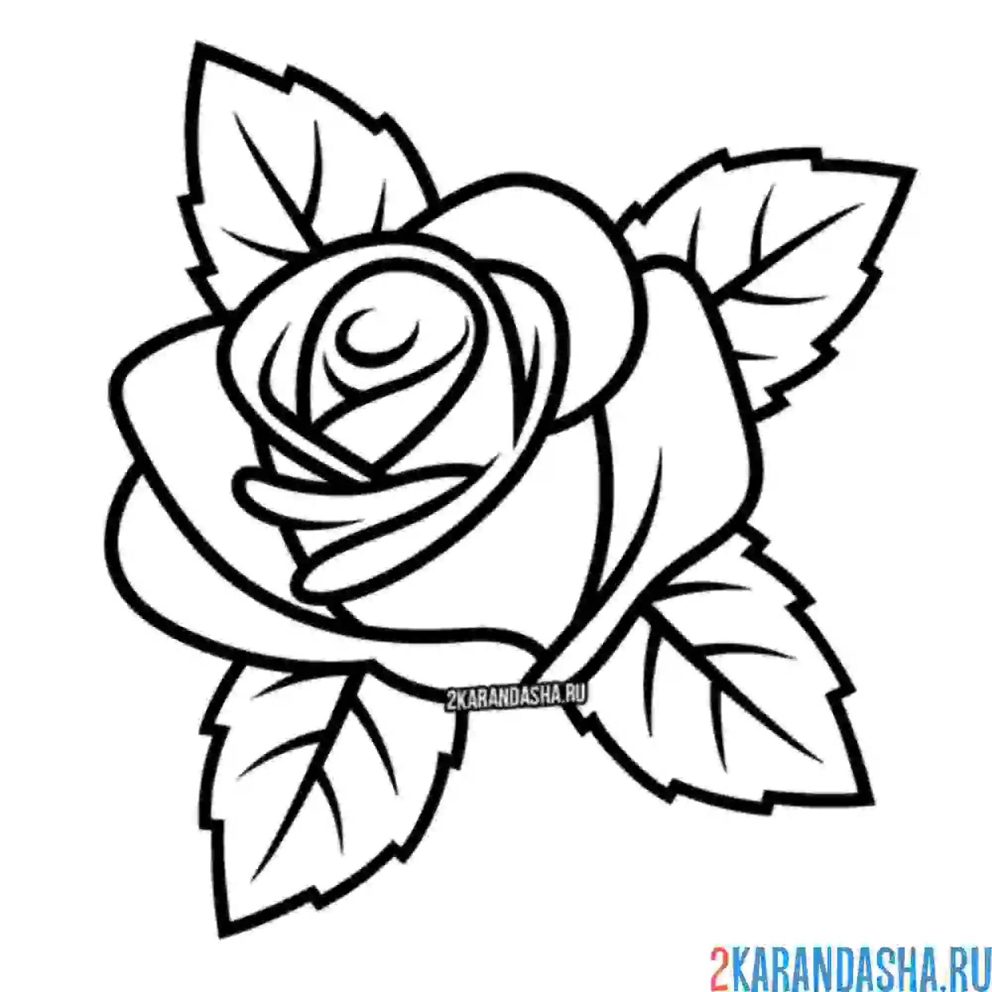 Раскраска красивый яркий бутон розы