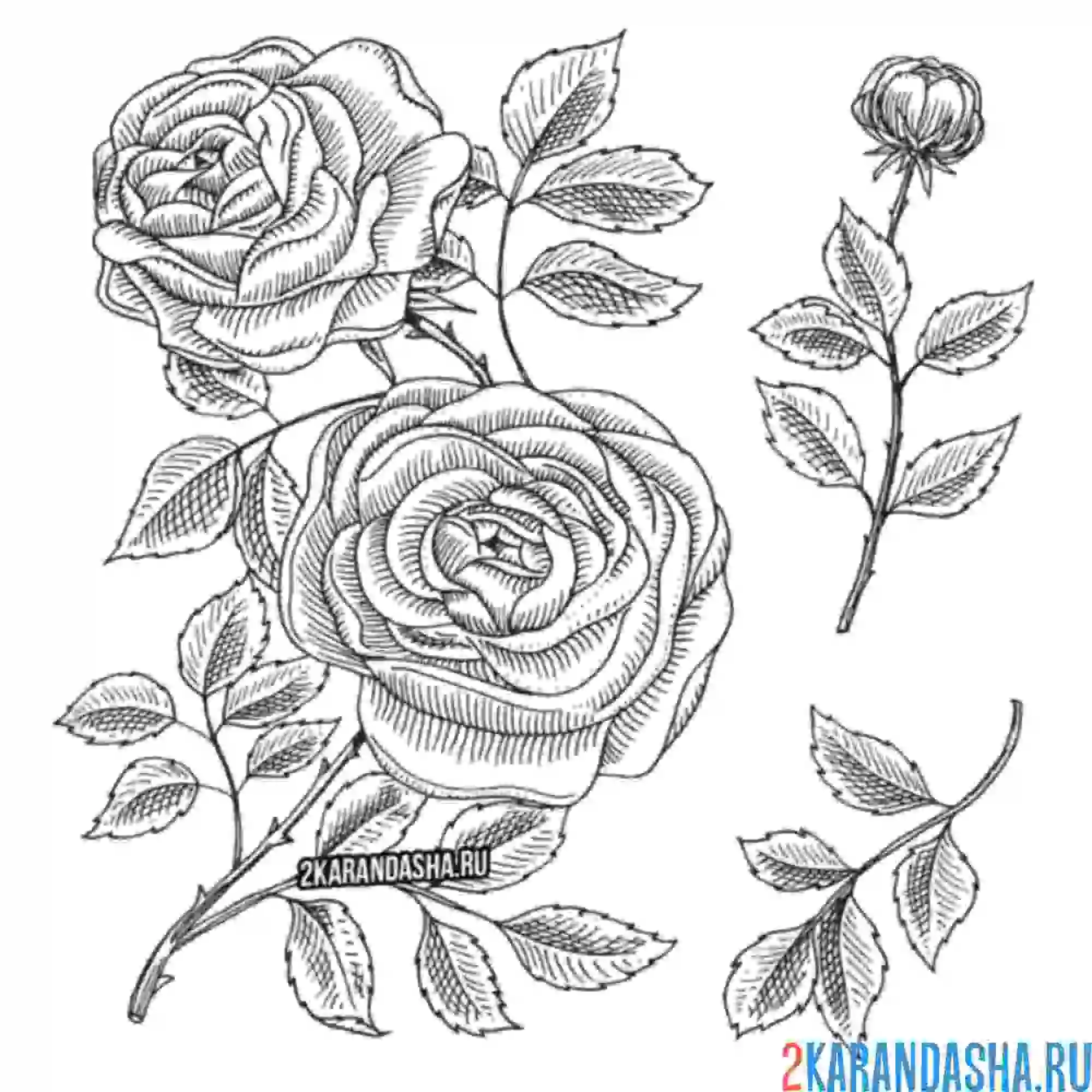 Раскраска розы лежат